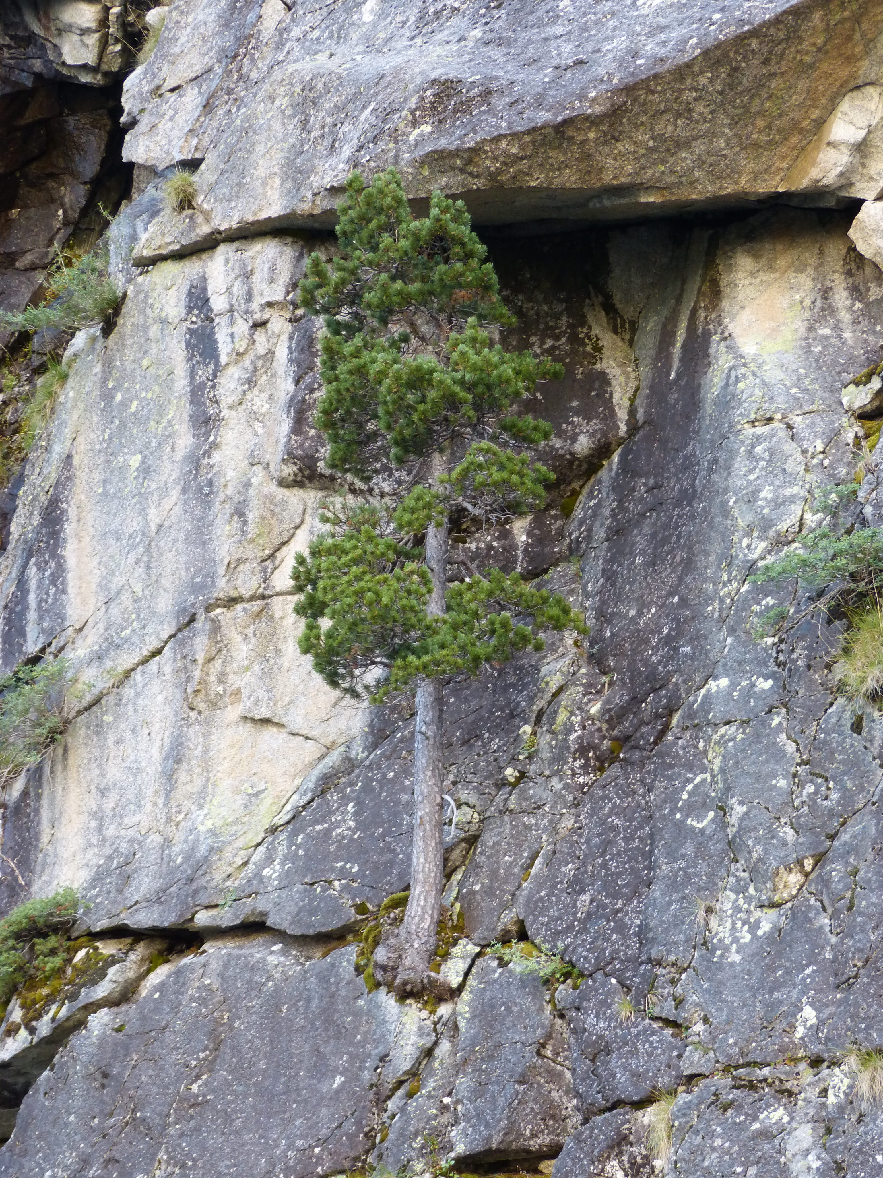 pine, plant, low angle view, rock formation, nature, growth, stone wall, resistance, rock - object, weathered, flowing water, close-up, wall - building feature, Phone HD Wallpaper