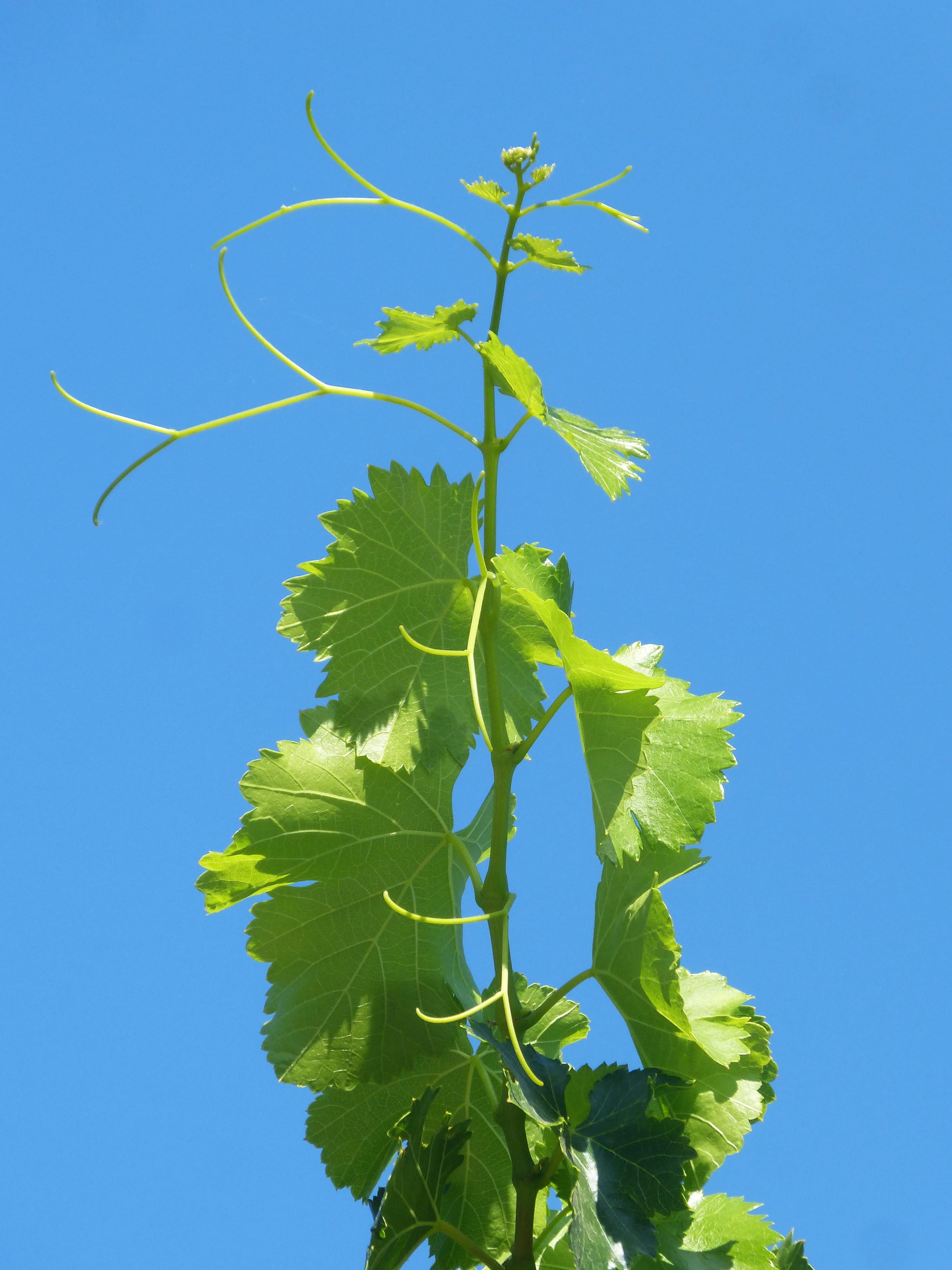 sky, 2K, green Color, day, plant, freshness, sunny, blue, viticulture, no people, clear sky, tree, nature, close-up, outdoors, fig leaf, plant part, branch, Phone HD Wallpaper