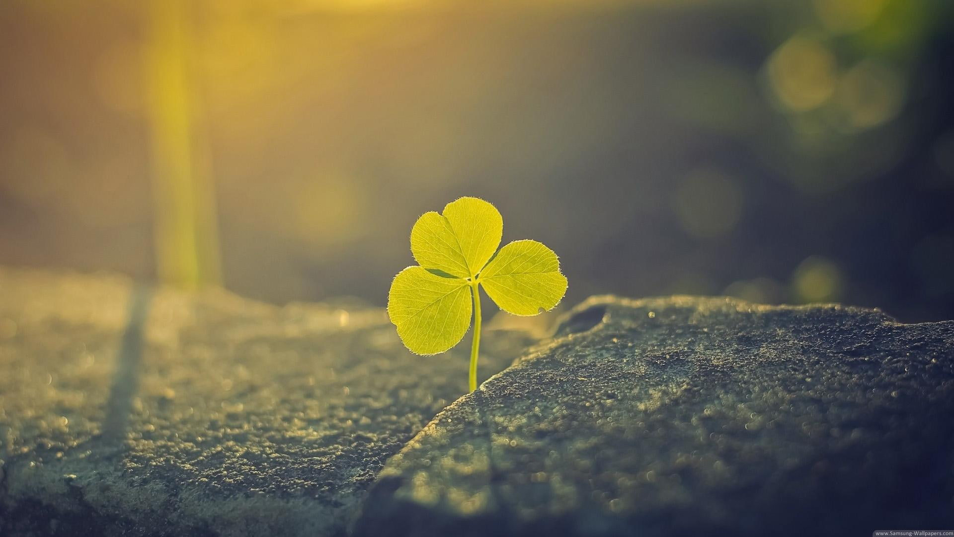 other, nature, luck, entertainment, people, 1080P, find, HD Wallpaper