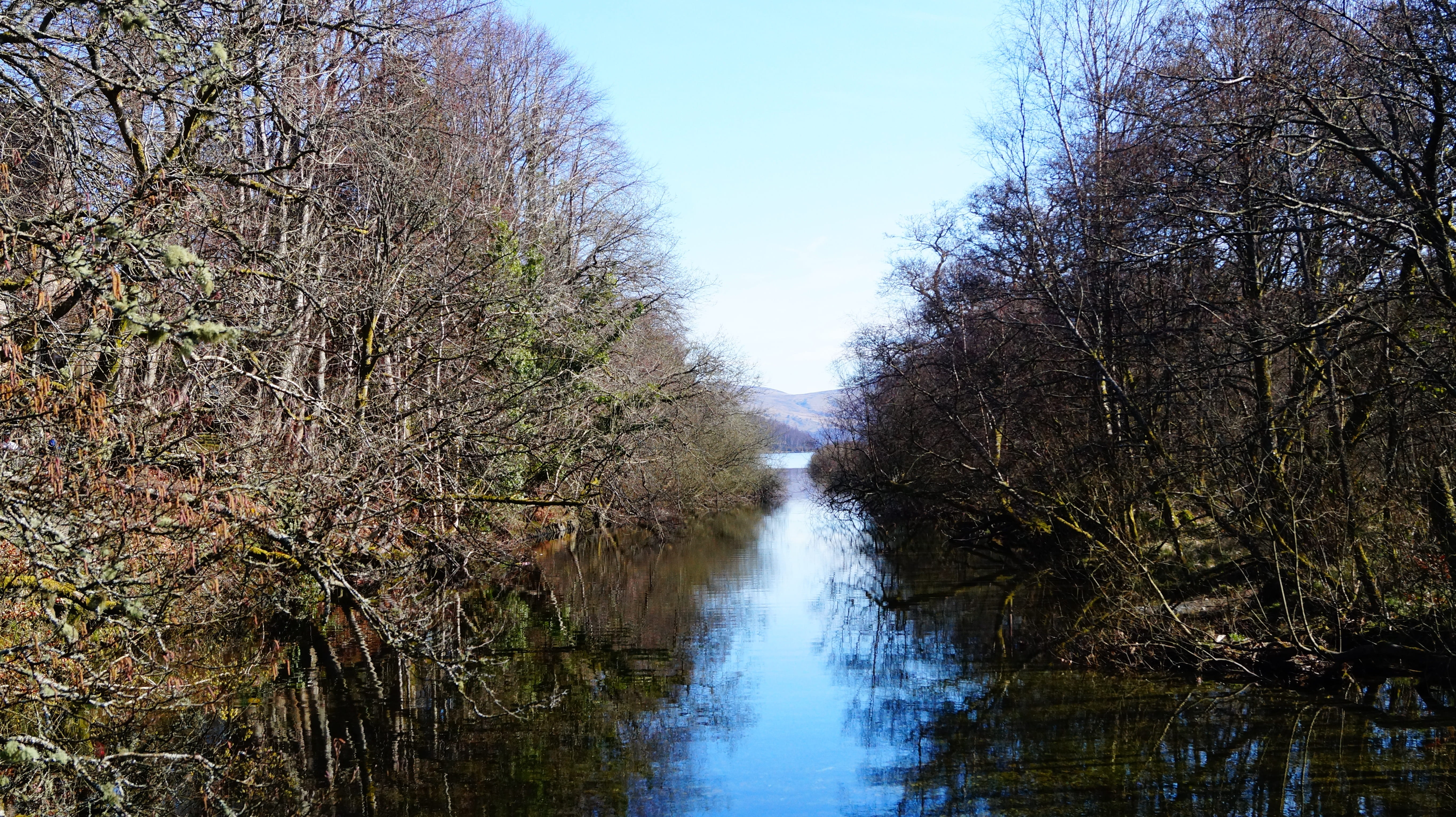 scenics - nature, flowing, lake, plants, water, day, non-urban scene, nature, march, outdoors, river, plant, tranquil scene, forest, growth, the bushes, HD Wallpaper