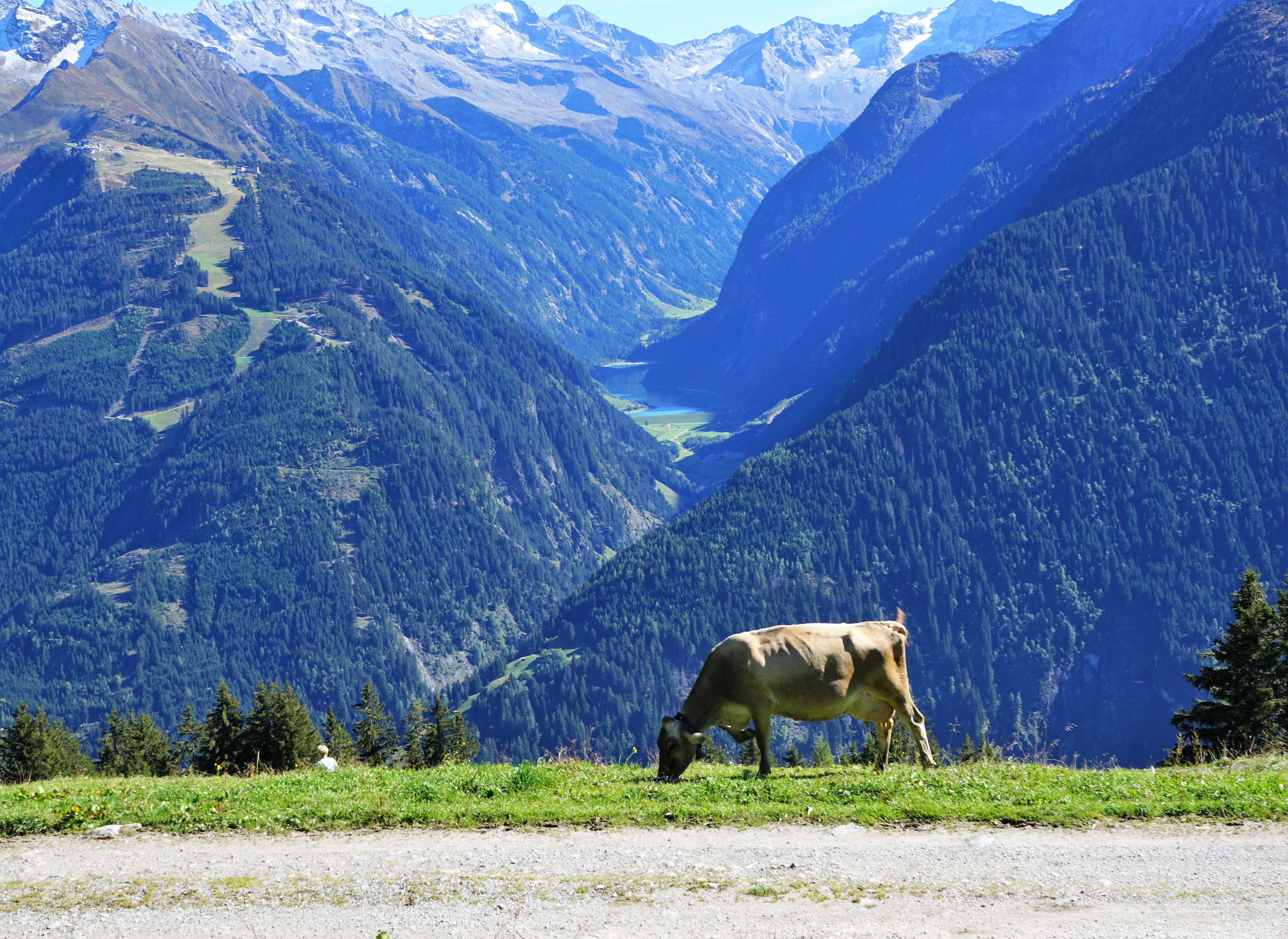 places of interest, sky, agriculture, land, domestic, alm, scenics - nature, human, alp, animal wildlife, beef, snowcapped mountain, zillertal, grass, holidays, HD Wallpaper