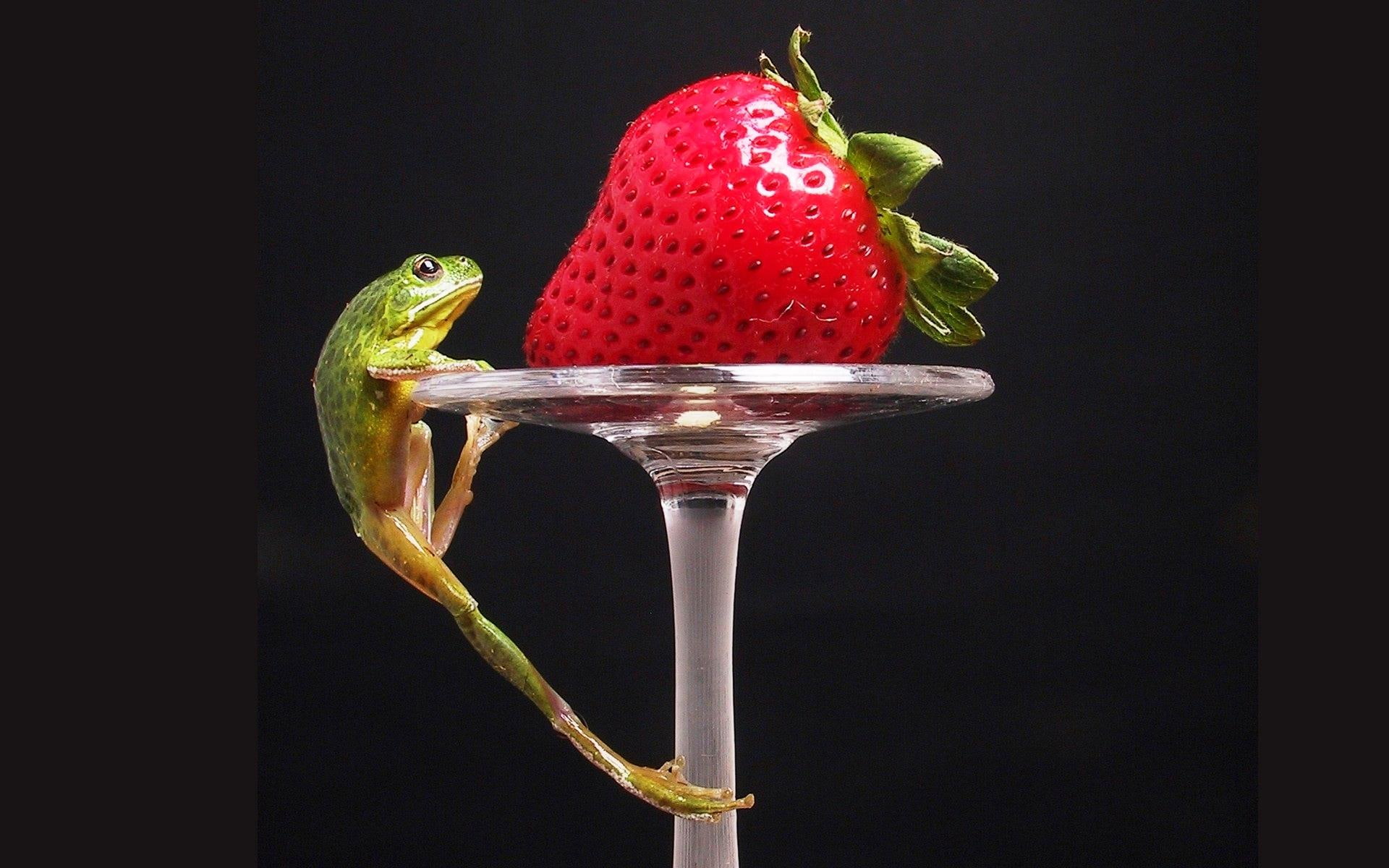 strawberry, cute, 1080P, 3d and abstract, prize, frog, climbing, HD Wallpaper