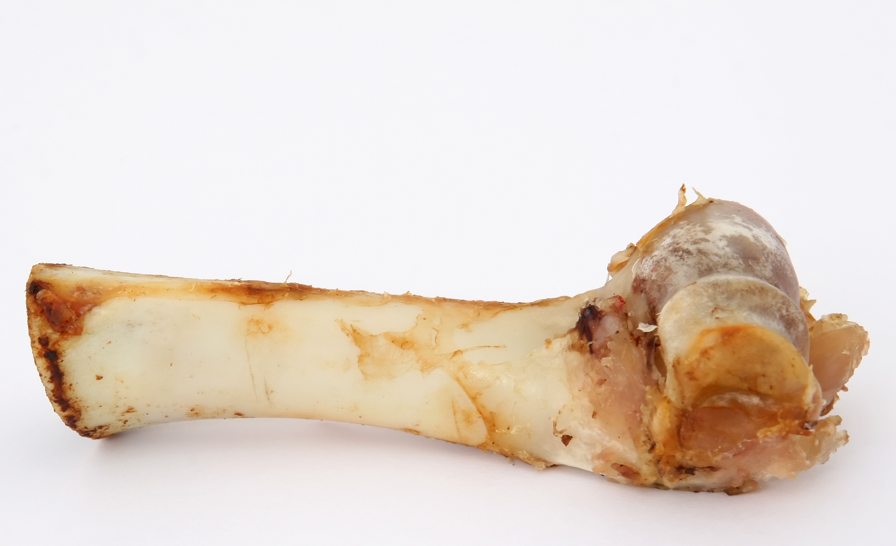 t bone gristle, canine, wellbeing, fetch, studio shot, snack, dogs, up, ham, eaten, indoors, beef, white color, bone, pork, chew, healthy eating, edible, HD Wallpaper