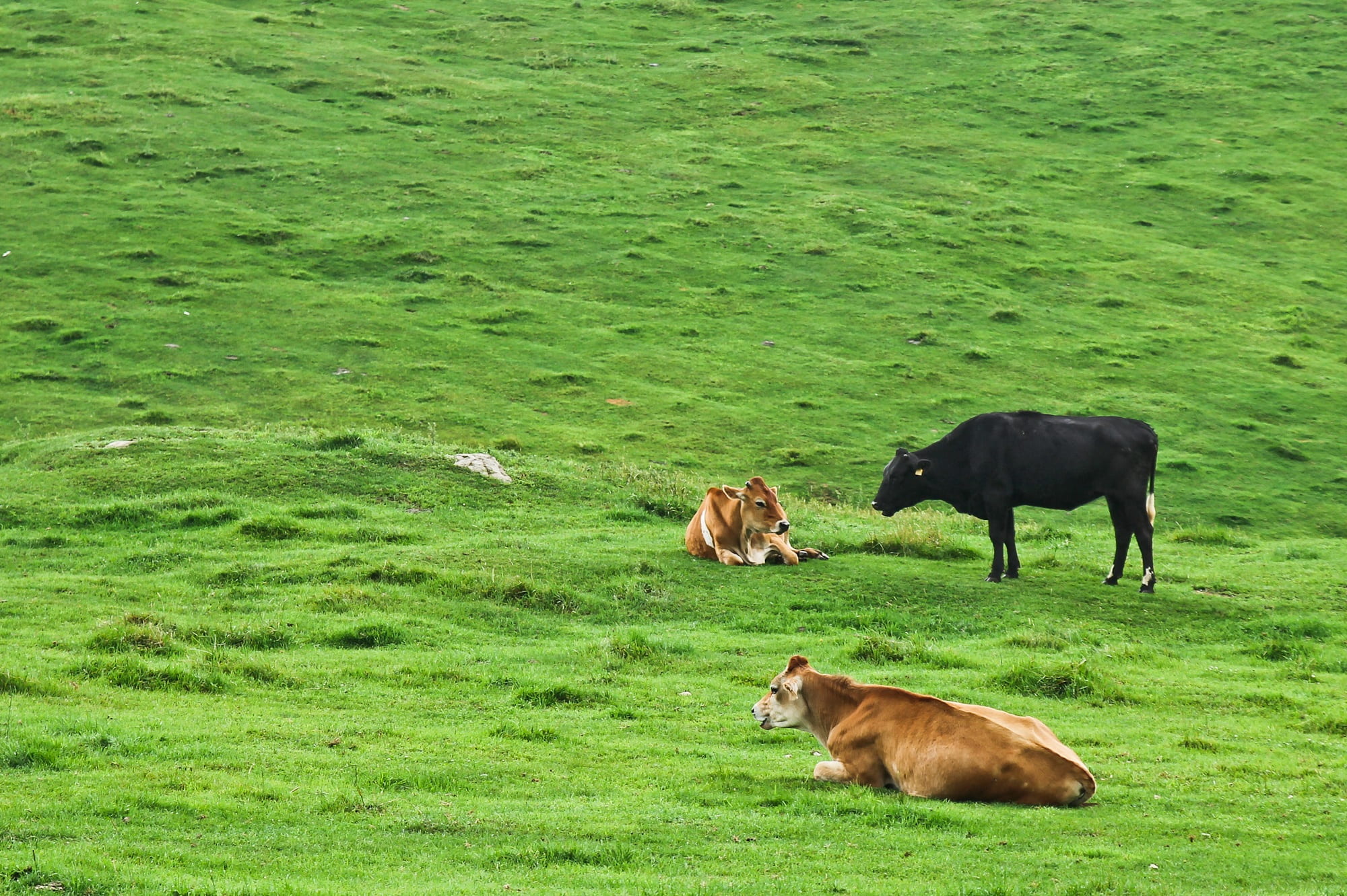 grazing, daegwallyeong, outdoors, livestock, vertebrate, domestic, green color, domestic animals, prize amount ranch, plant, horizontal system, land, no people, HD Wallpaper