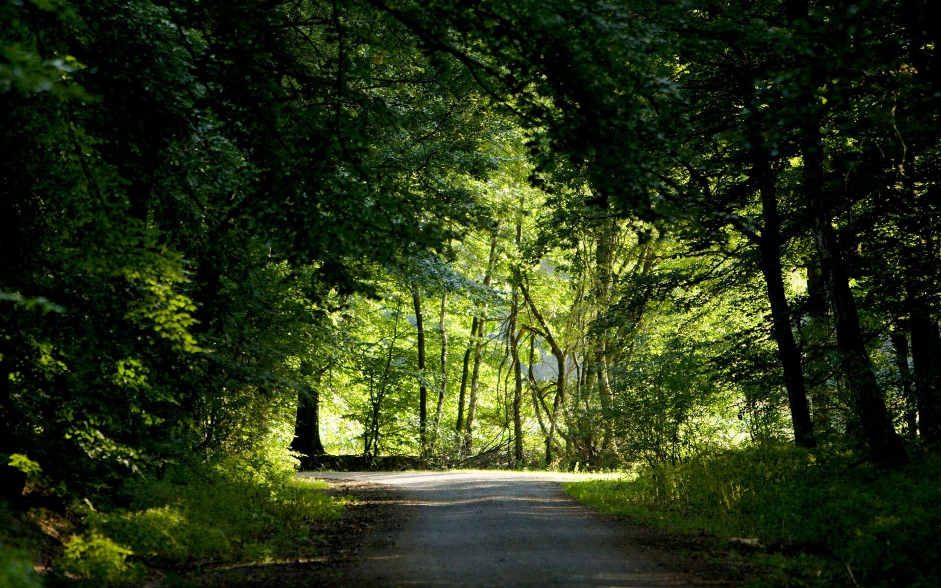 season, lane, day, park - Man Made Space, diminishing perspective, outdoors, asphalt, autumn, travel, green, country Road, greens, nature, dirt Road, beauty In Nature, HD Wallpaper