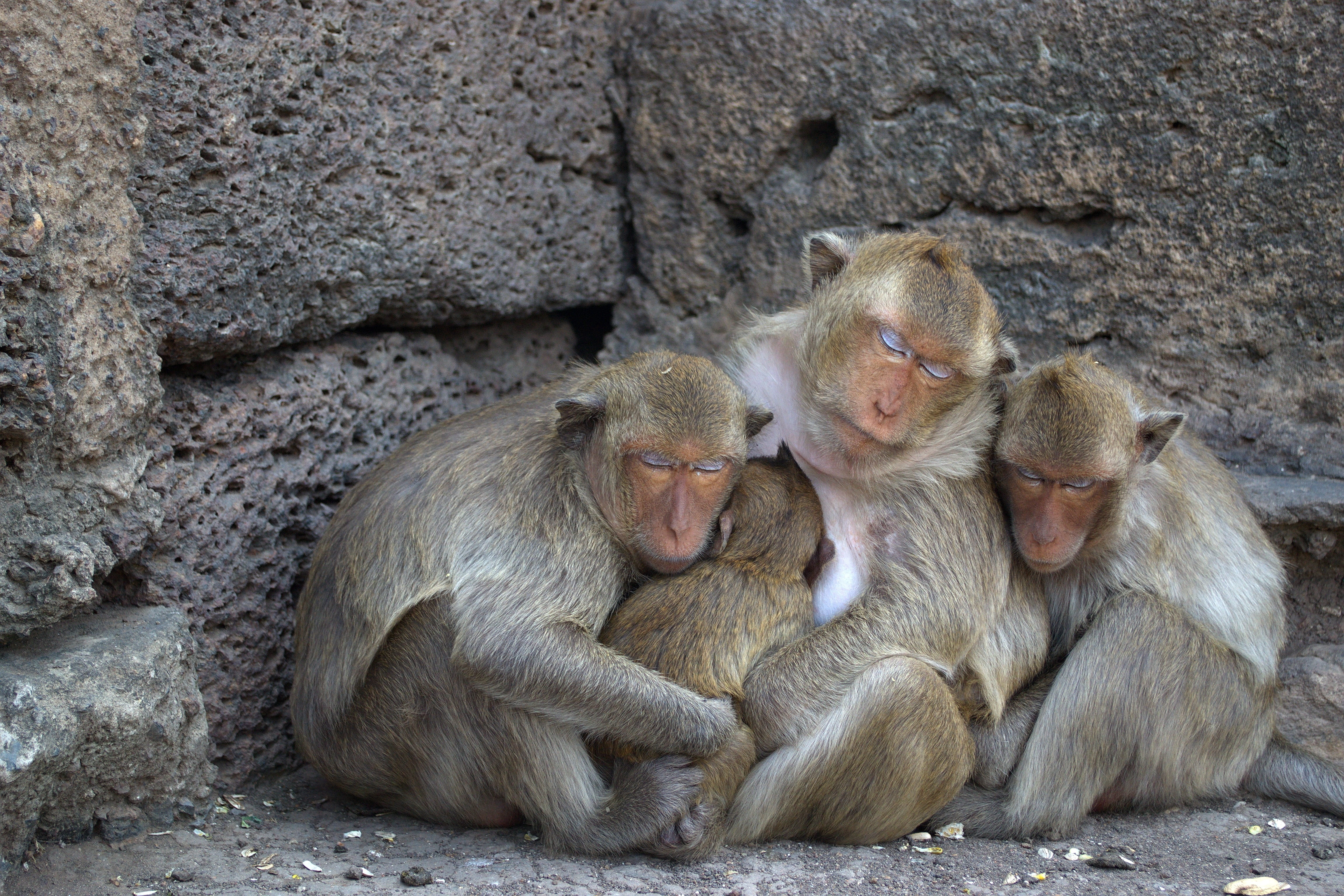 concrete, outdoors, two animals, monkeys, wall, child, 4K, young, animal family, mammal, lop buri, animal wildlife, family, baby, animal themes, sitting, HD Wallpaper