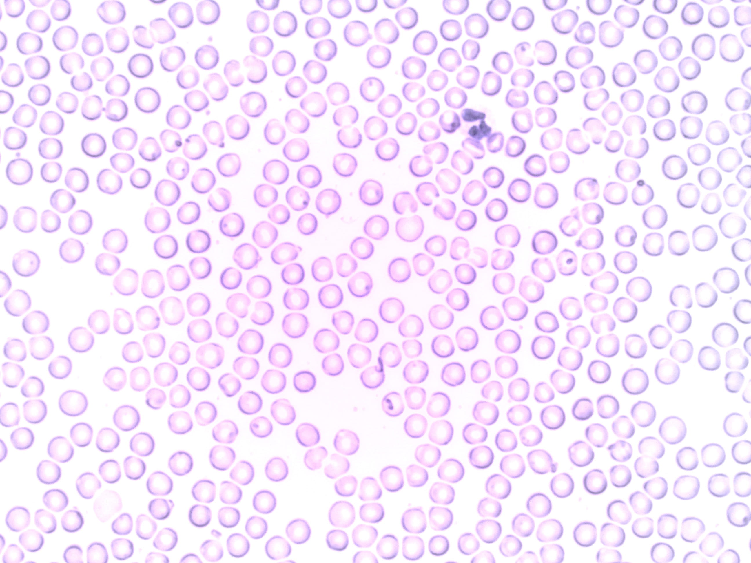 in a row, geometric shape, design, erythrocyte, 2K, microscope, close-up, pattern, laboratory, white blood cells, erythrocytes, defocused, red, no people, HD Wallpaper