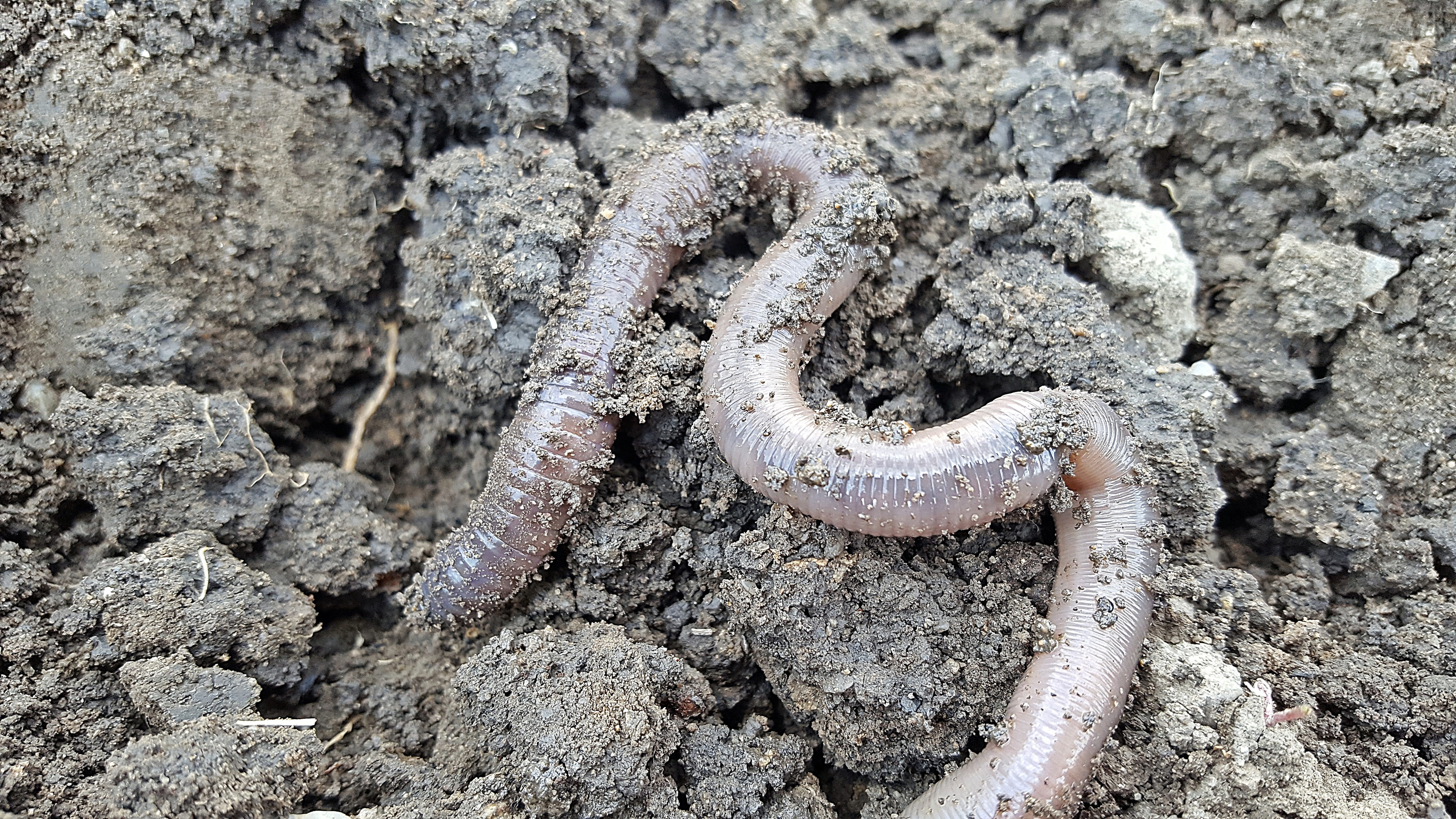 Worm, Earthworm, environment, close-up, land, nature, dirt, earthworm photo, earthworm picture, invertebrate, garden, danger, animal, animals in the wild, HD Wallpaper