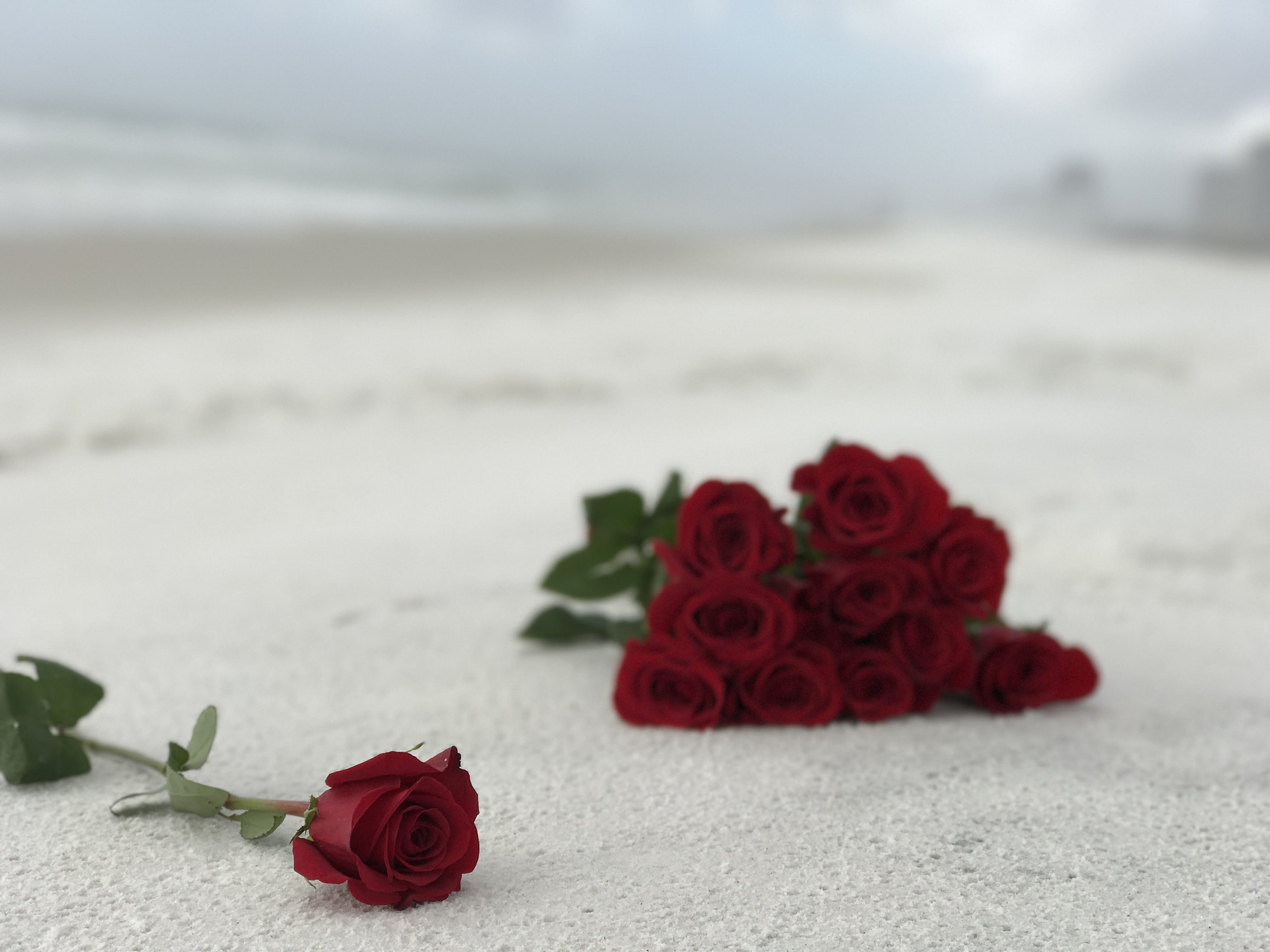 separate, Texture, focus on foreground, positive emotion, Roses, White, red, outdoors, petal, rose, Flower, flower head, beach, flower arrangement, emotion, HD Wallpaper