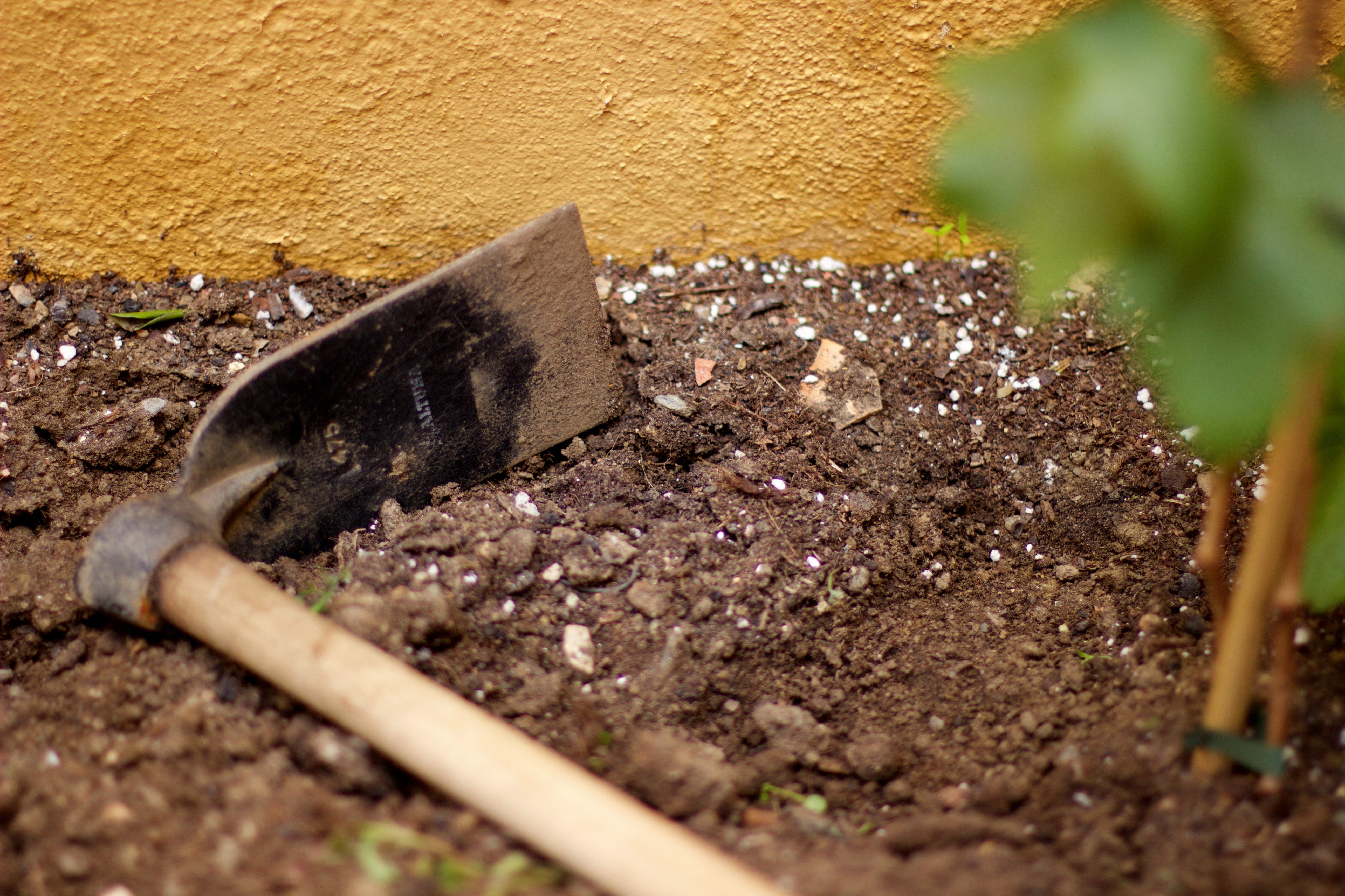 growth, wood, insect, pickax, plant, environment, animals in the wild, close-up, architecture, mud, earth, ground, near, people, farm, nature, 5K, invertebrate, HD Wallpaper
