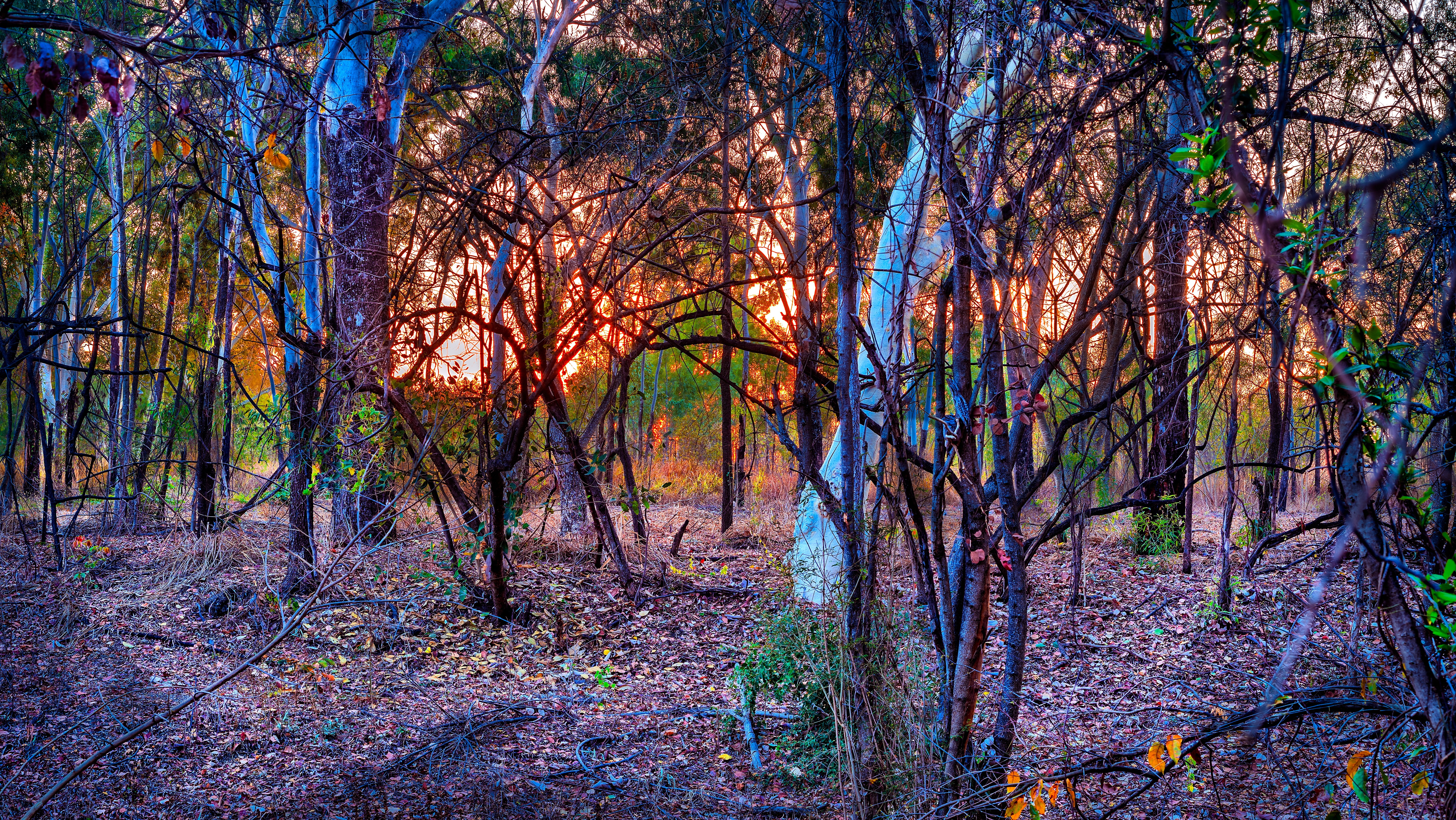 scenics - nature, remote, tranquility, plant, tranquil scene, outdoors, growth, australian bush, pine woodland, sunrise, forest, woodland, for my other already accepted, HD Wallpaper