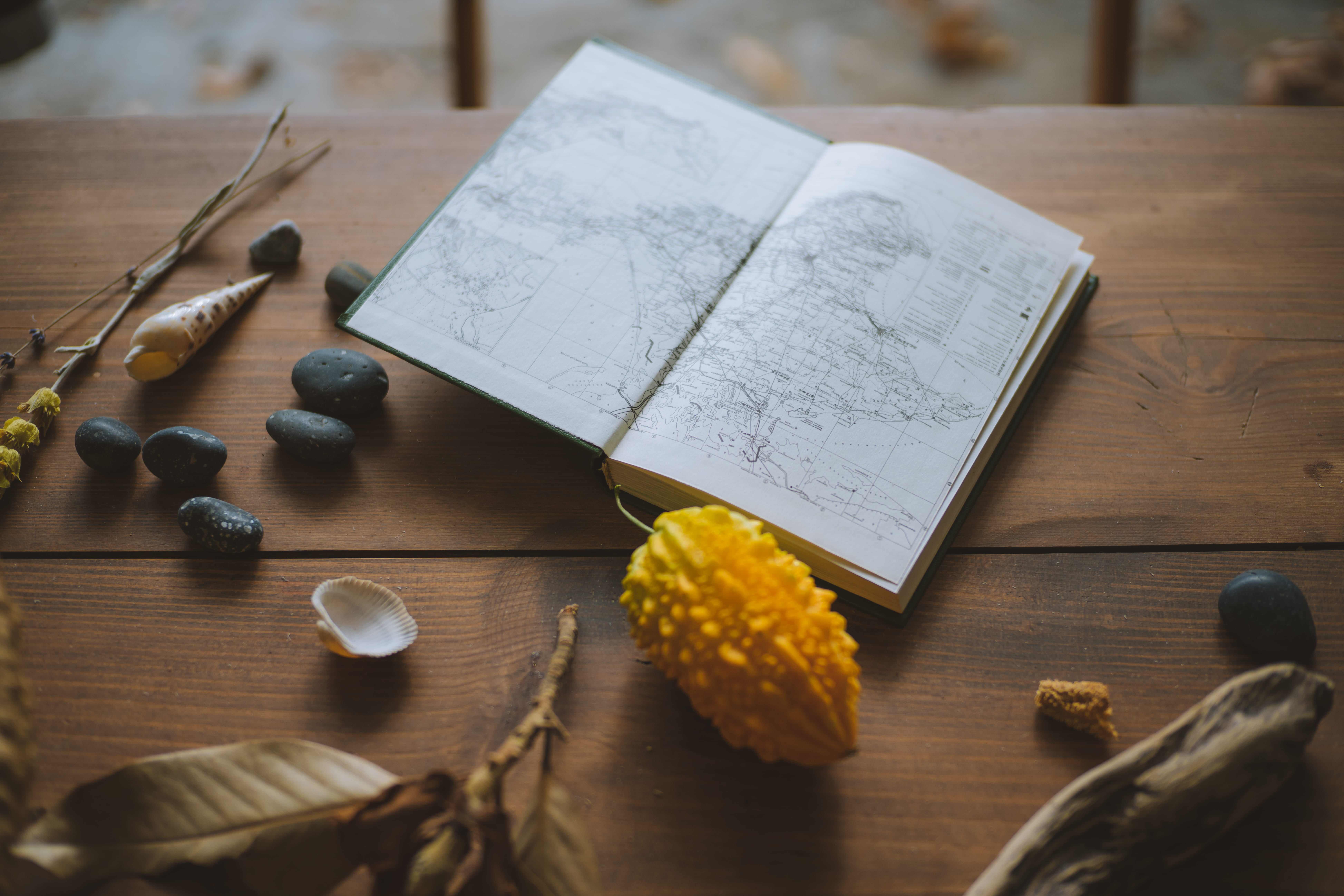 flower, still life, pencil, wood, food and drink, indoors, book, wood - material, communication, shell, map, publication, paper, freshness, wooden, white, HD Wallpaper