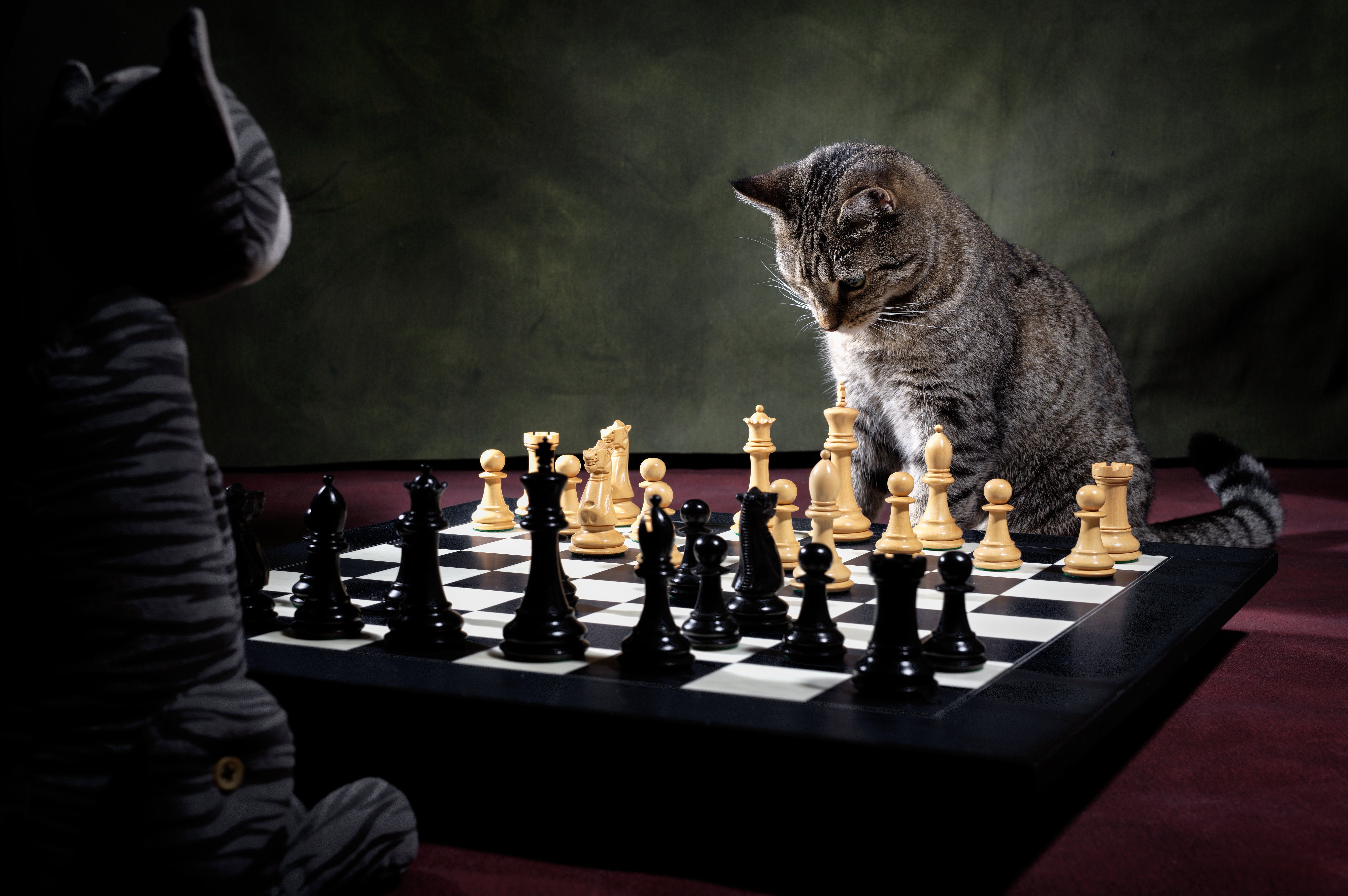 toy, cat, chess player, chess game, 5K, the game, chess, HD Wallpaper