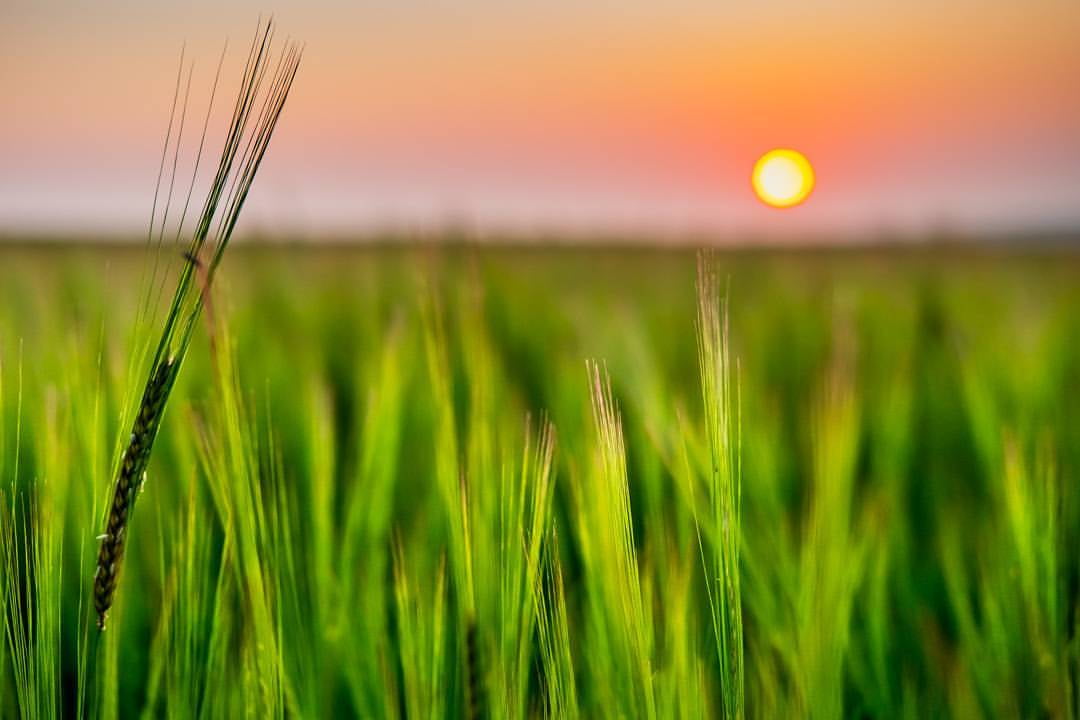 square, plat, growth, focus, 480P, yorkshire, country, nature, agriculture, selective focus, sun, background, uploaded, food, iphoneography, rural Scene, HD Wallpaper