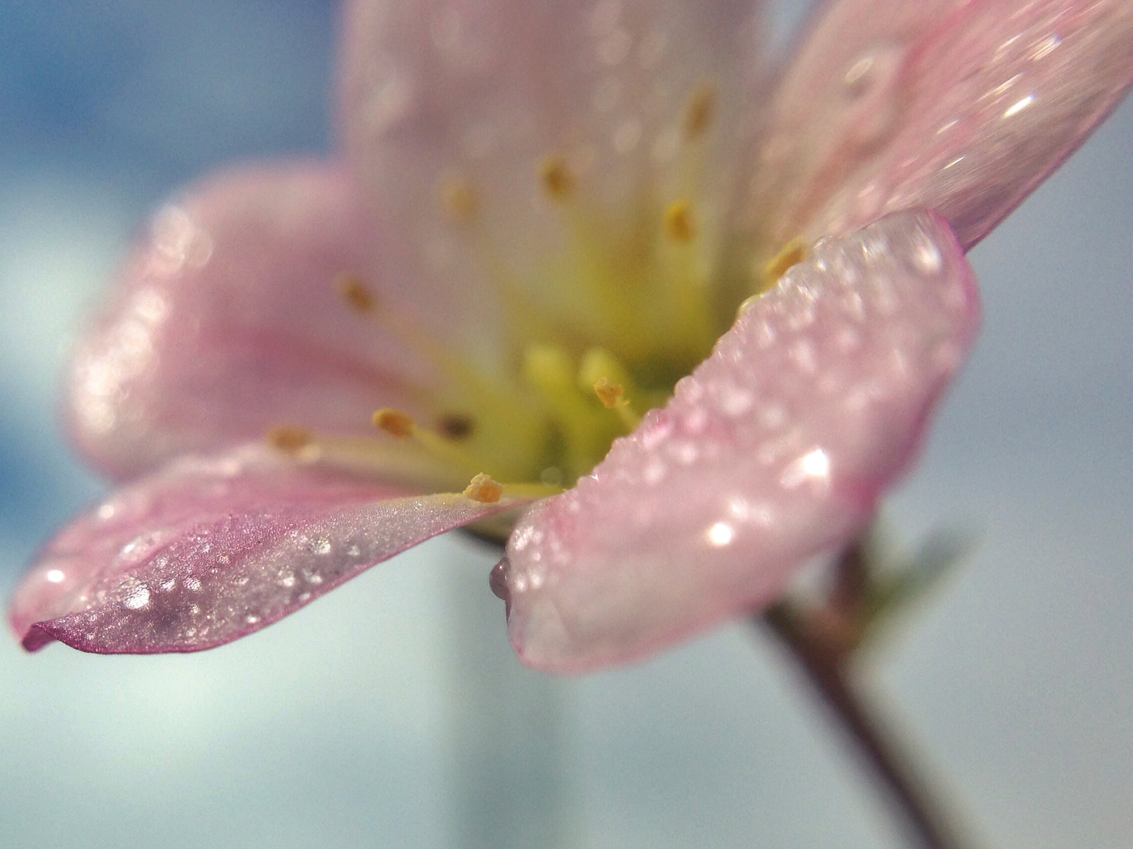 plant, flower, beauty In Nature, petal, macro photography, pink Color, single Flower, uploaded, filter, dew, petaled, blossom, flickr, mobile, close-up, HD Wallpaper