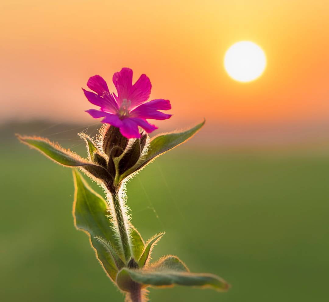 fujifilm, fuji, time, photo, square, sunrise, format, summer, selective, iphoneography, instagram, 480P, england, flower, uk, uploaded, app, pink, sunset, HD Wallpaper