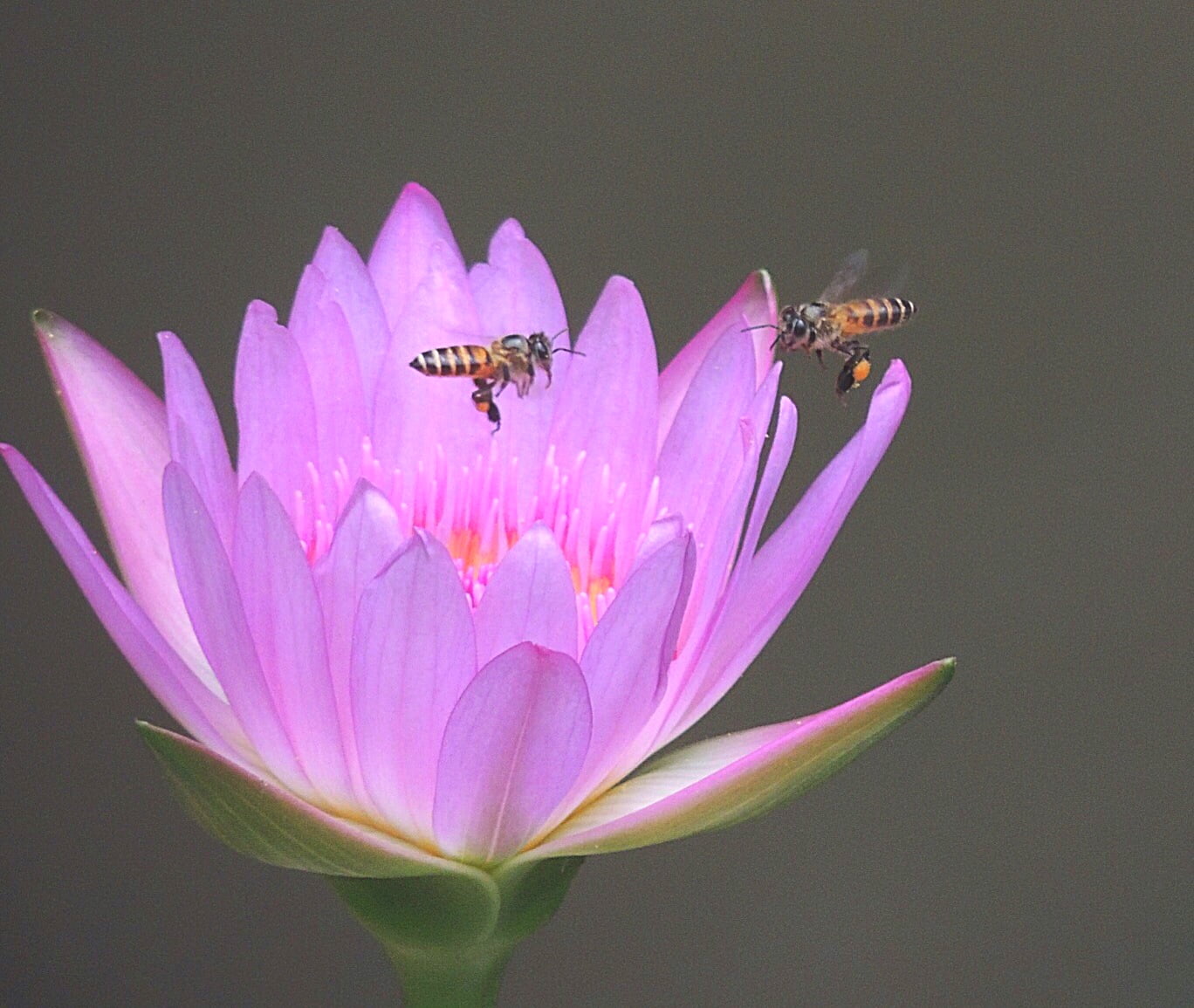 uploaded, filter, honeybees, pollen, bees, summer, shot, plant, bee, flickr, for you, pink Color, nature, water Lily, petal, insect, macro, two, mobile, HD Wallpaper