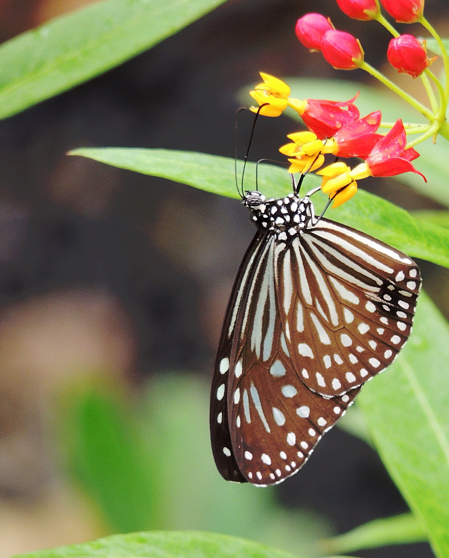 shot, perched, nature, animal, petaled, Blue Tiger, insect, photography, butterfly, butterfly - Insect, summer, yellow, insects, macro shot, 1080P, blue, Phone HD Wallpaper
