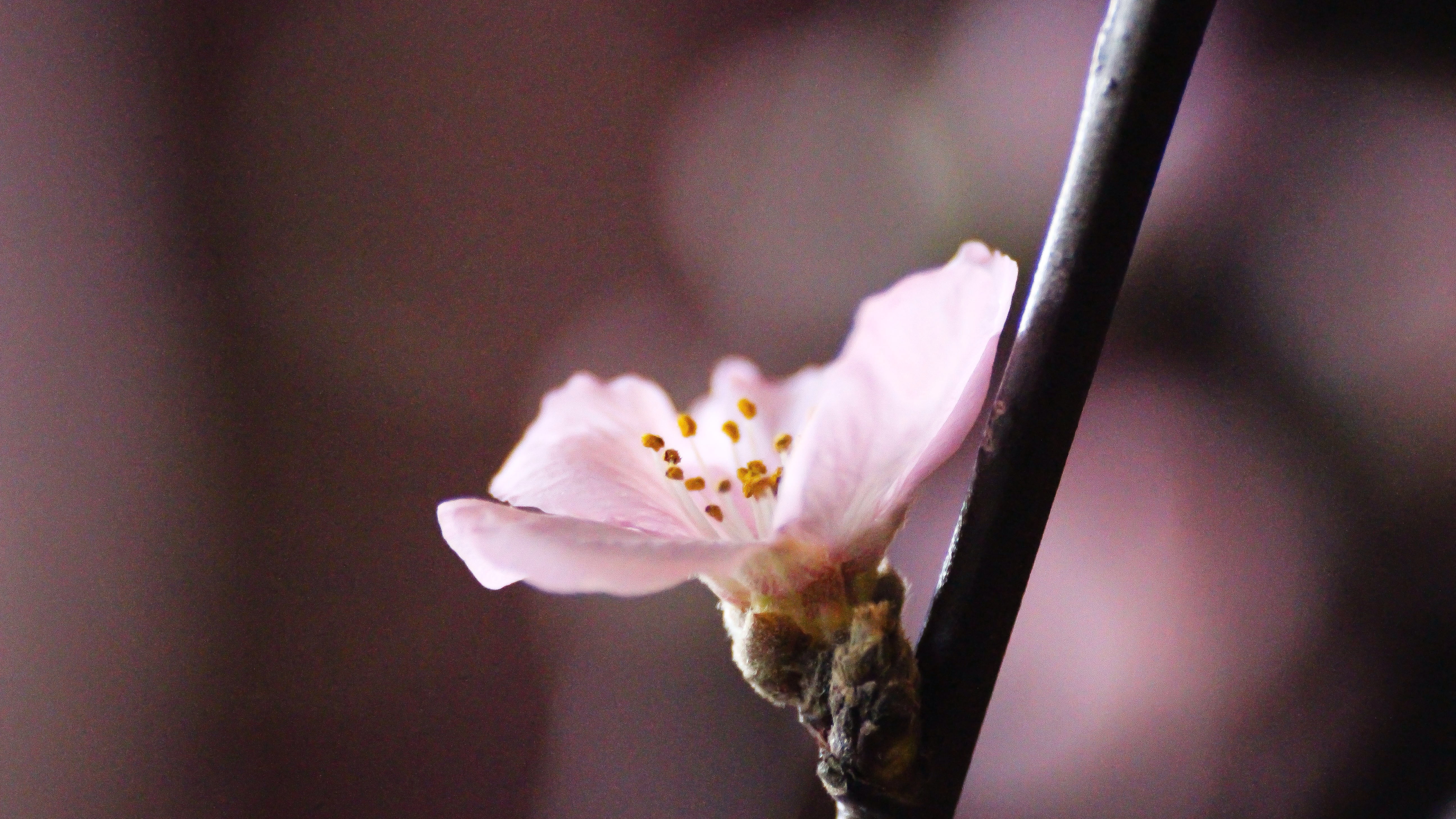 flower, Explore, filter, springtime, pink Color, blossom, flickr, flower Head, cherry, close-up, mobile, Cherry Blossom, pink, photography, nature, petal, HD Wallpaper