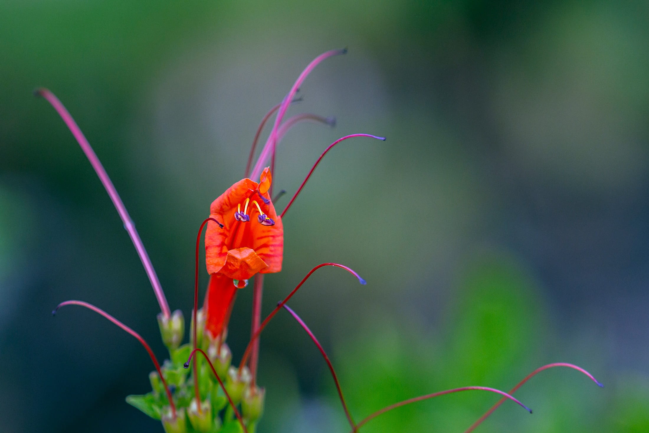 petal, nature, pollen, fragility, orange color, focus on foreground, mildura, 1080P, red, beauty in nature, growth, no people, day, botanical gardens, HD Wallpaper