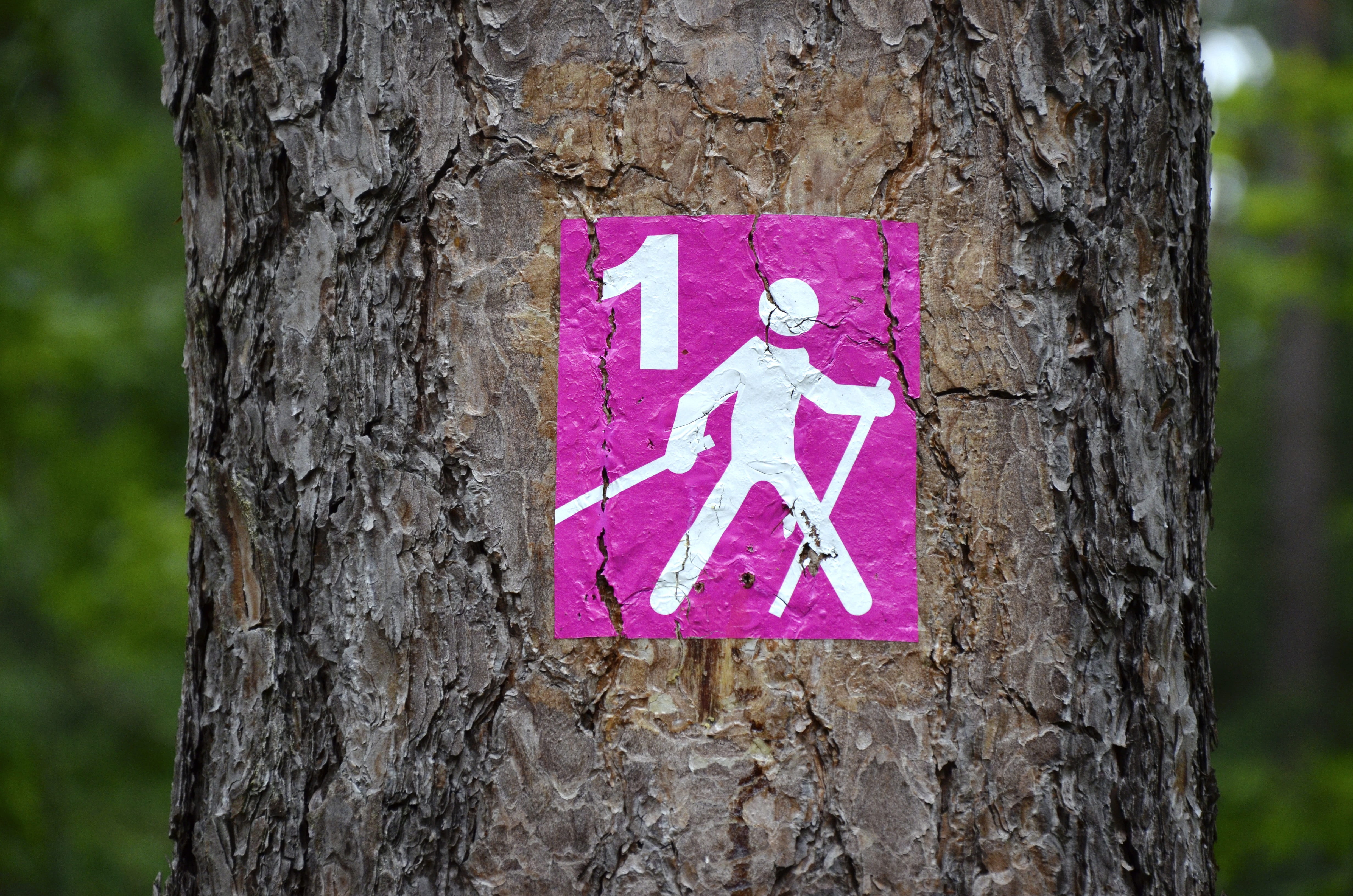 ski, sport, sign, human, tree trunk, hiking, plant, outdoors, running track, representation, close-up, pictogram, focus on foreground, run, 4K, trunk, HD Wallpaper