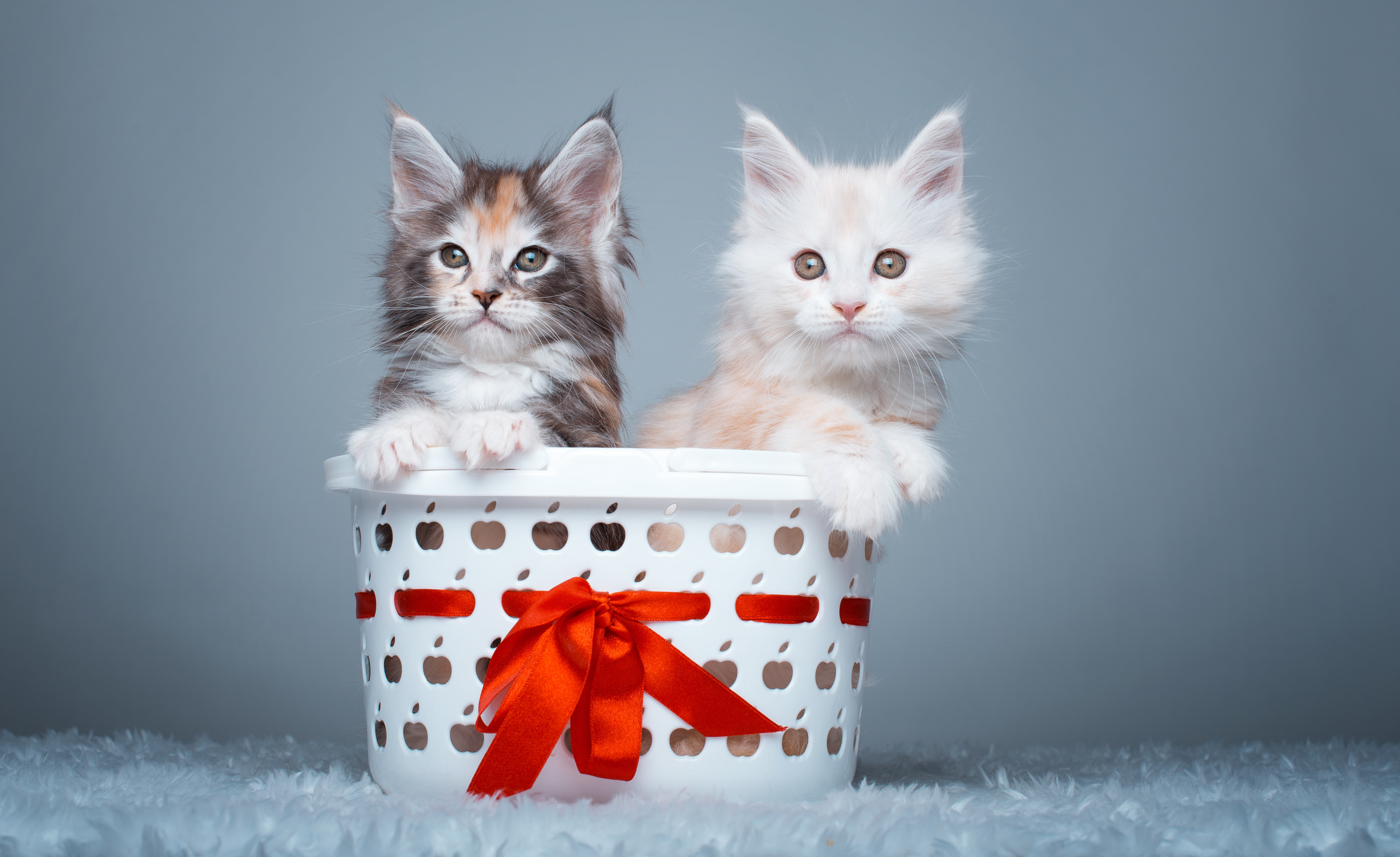 Maine Coon Cats, 5K, 5K, Cute Kittens, 4K, HD Wallpaper