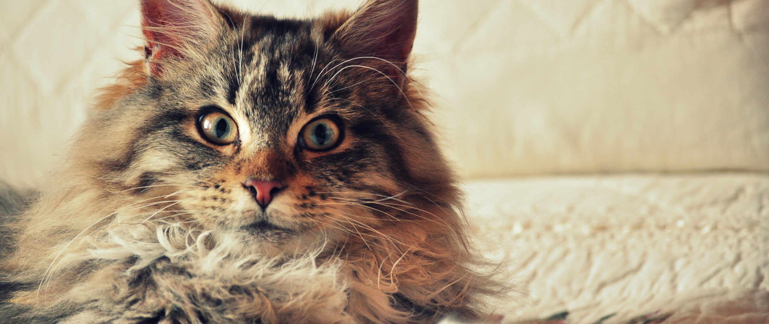 focus on foreground, portrait, animal head, domestic cat, feline, no people, whisker, 2K, indoors, domestic, animal, pets, maine coon cat, animal themes, HD Wallpaper