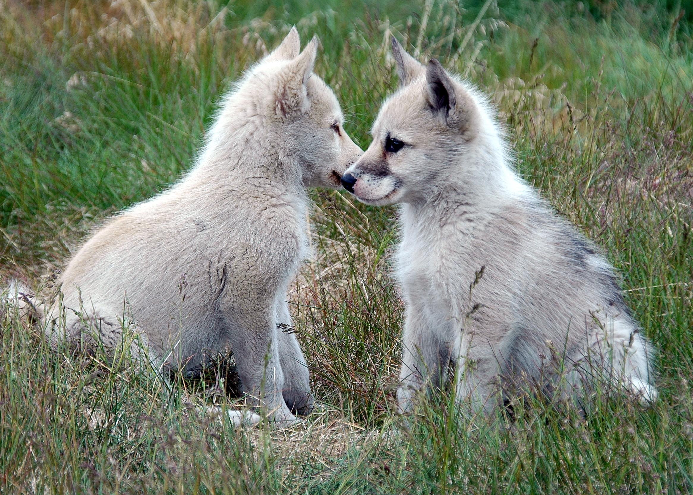 grass, animals, go, way, cute, 1080P, cubs, wolves, HD Wallpaper