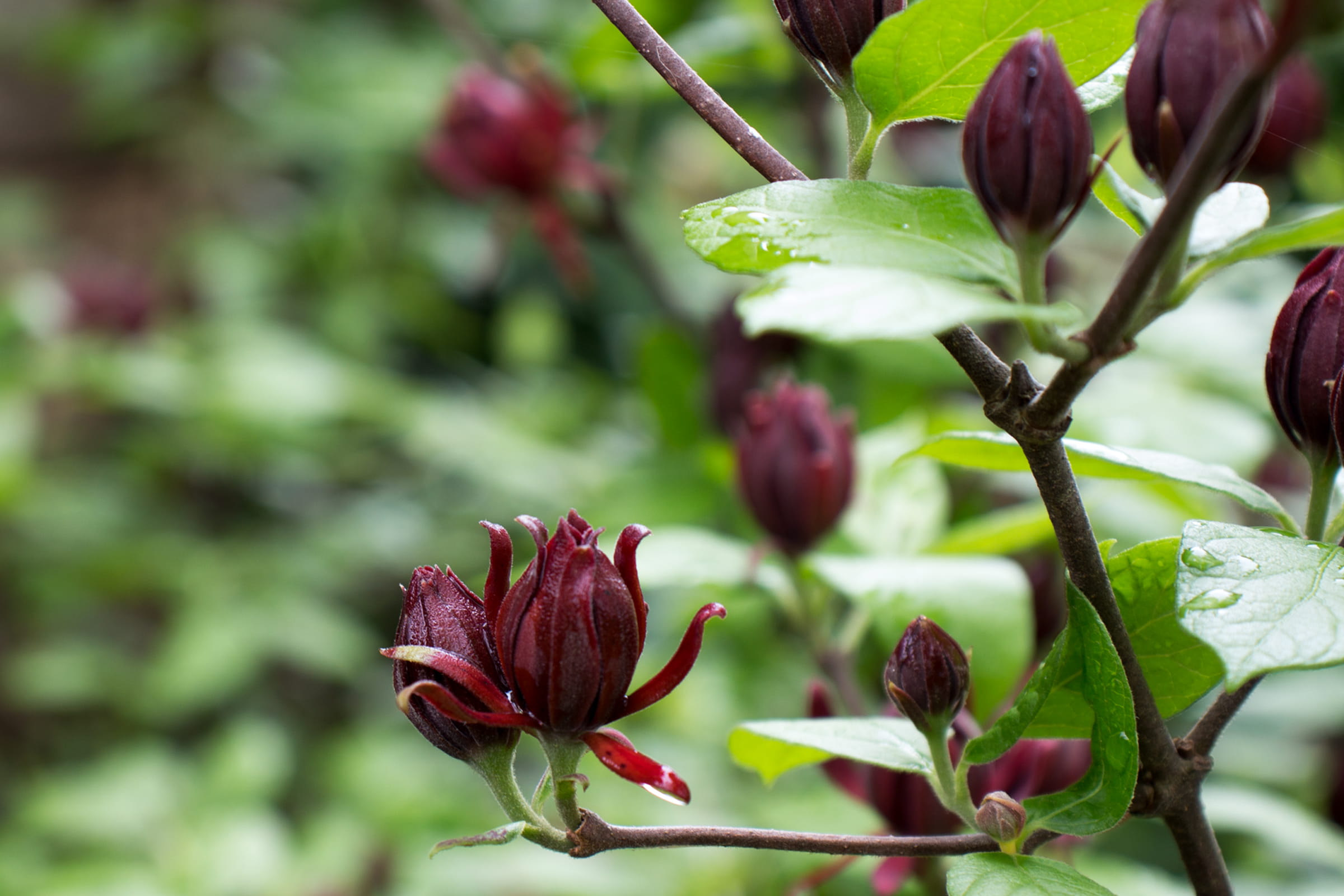 grows, nature, fragrant flowers, virginia, last, flowering plant, brownish, sweet shrub, flowers that smell good, urn, outdoors, scent, vulnerability, fragility, HD Wallpaper