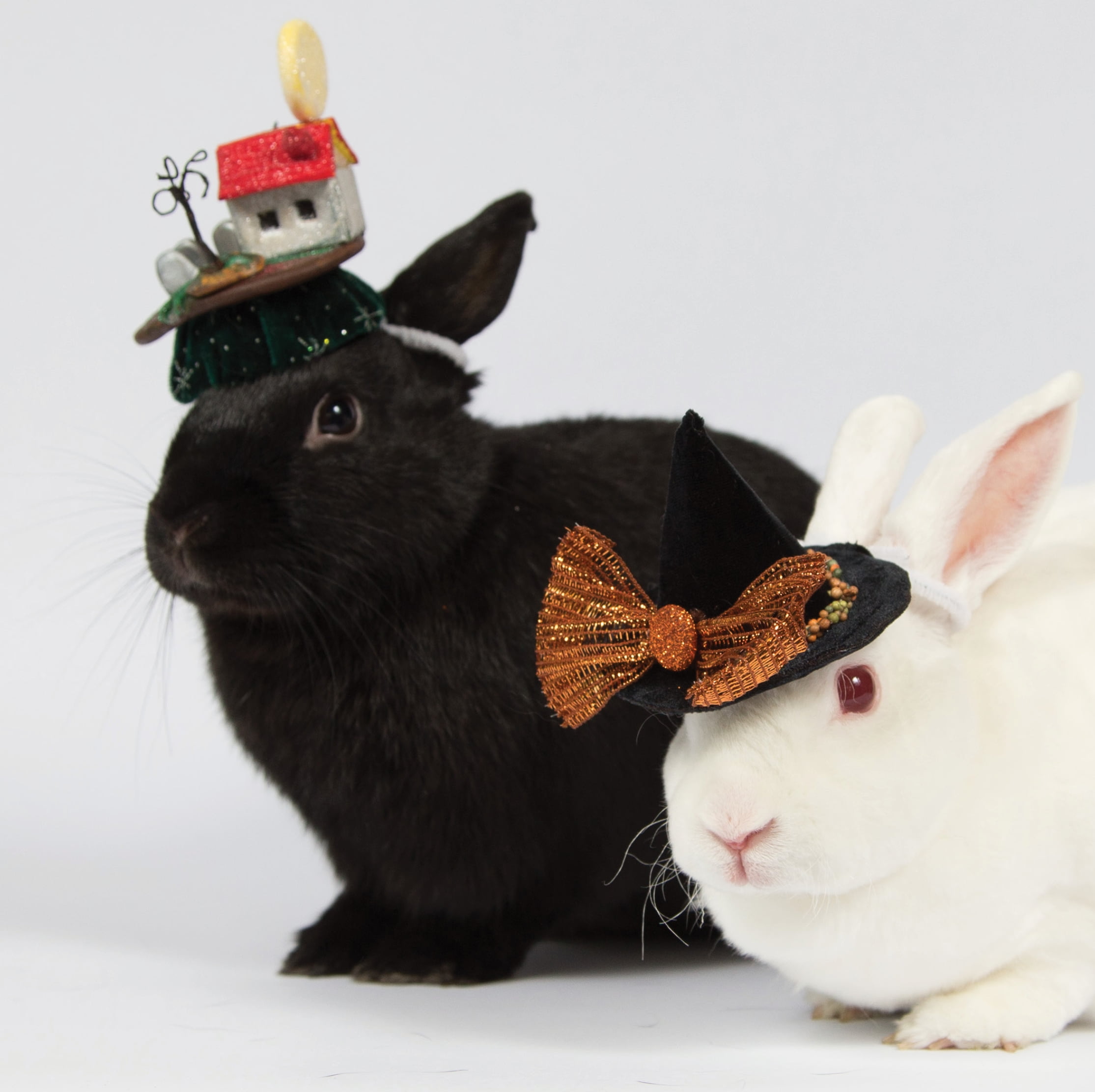 rabbit, Which bunny is the witch?, black, one animal, indoors, celebration, domestic, animal, 1080P, easter, holiday, rodent, cute, pets, animal nose, HD Wallpaper