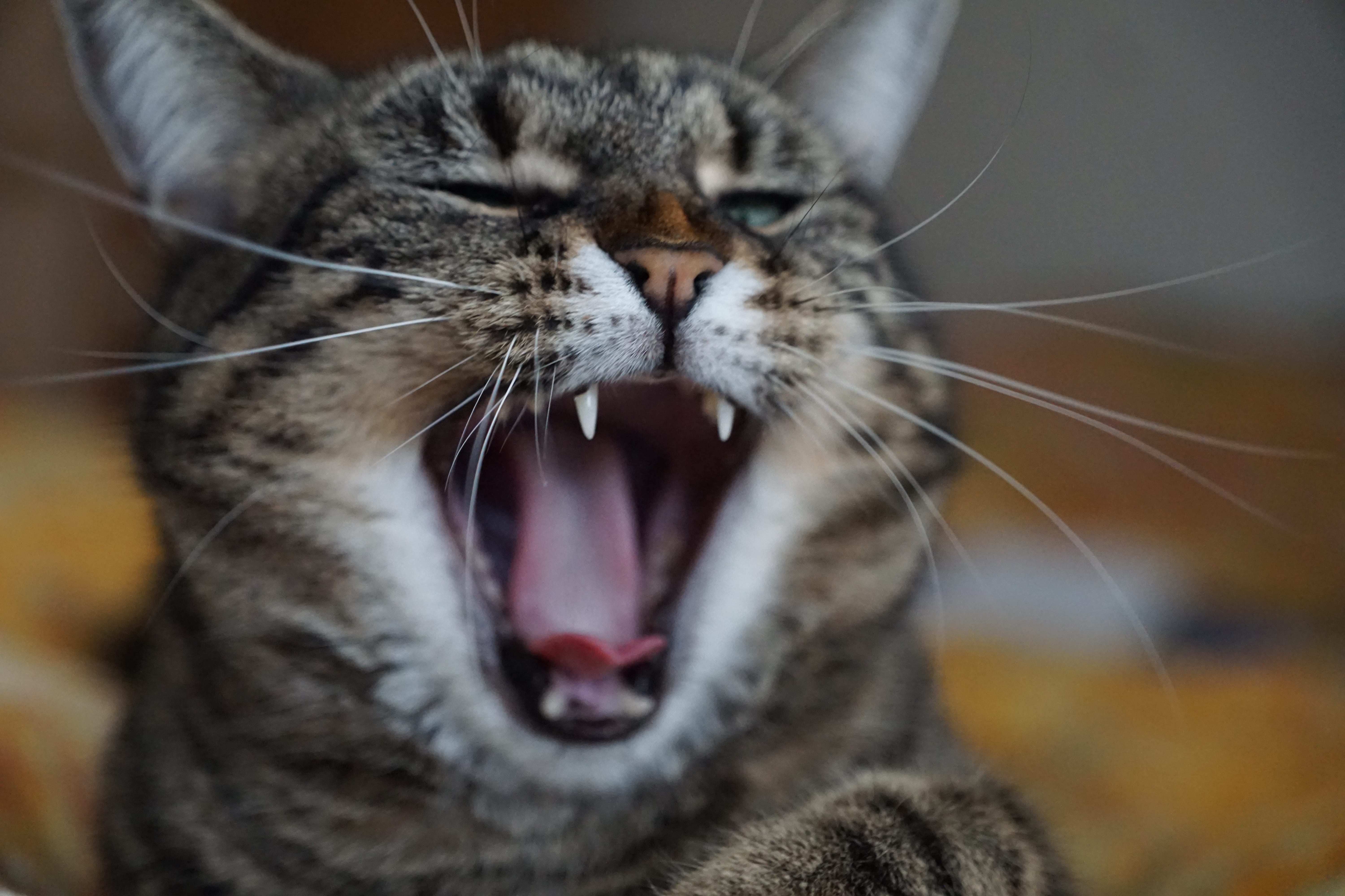 no, big cat, rebels, focus on foreground, fear, sing, predator, attention, portrait, animal teeth, eyes closed, monk, how, surprise, animal body part, white, HD Wallpaper