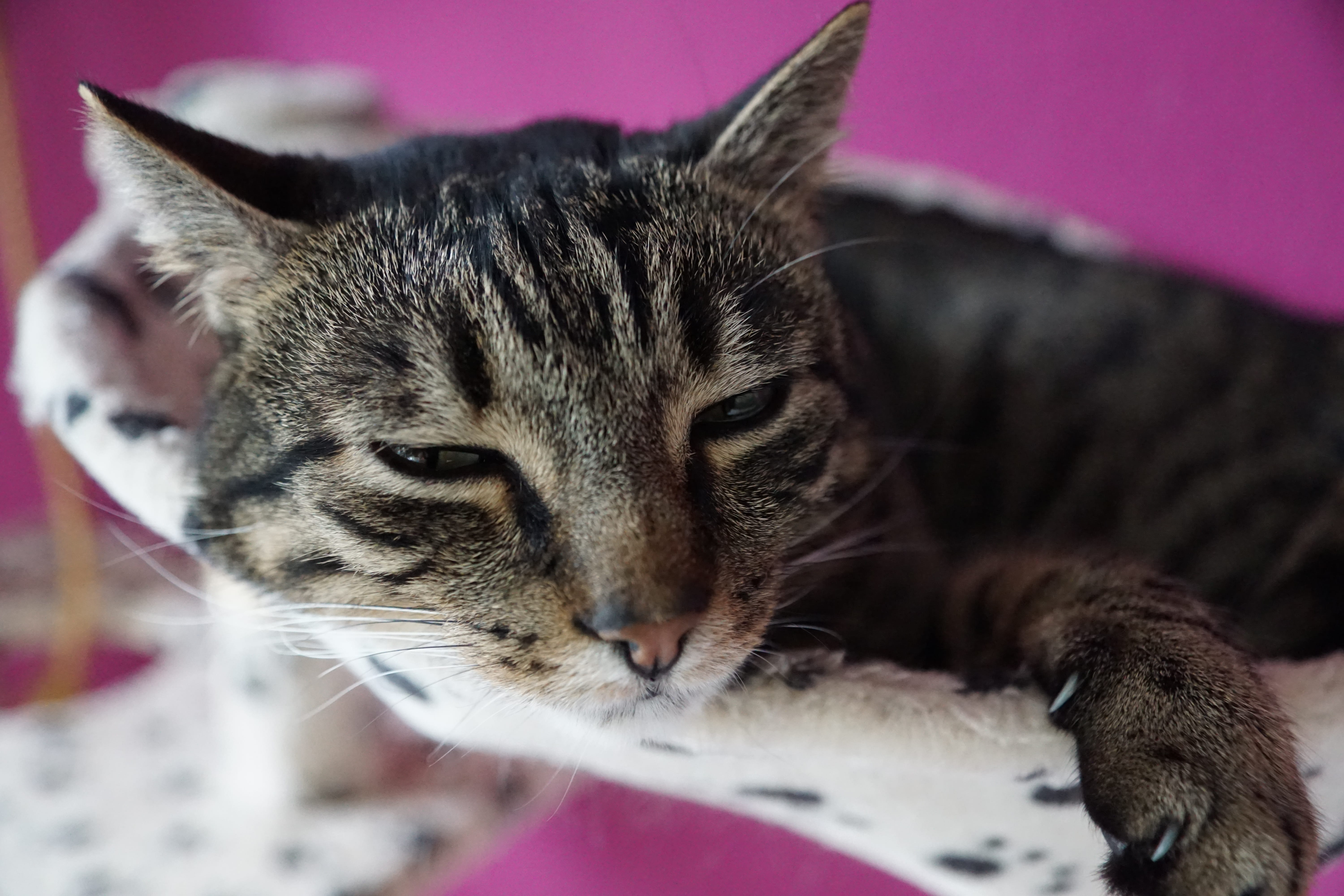 hair, relaxation, fear, domestic, young, stripes, animal themes, fur, striped, purple, portrait, no, tooth document, tigerli, kitten, young animal, monk, HD Wallpaper