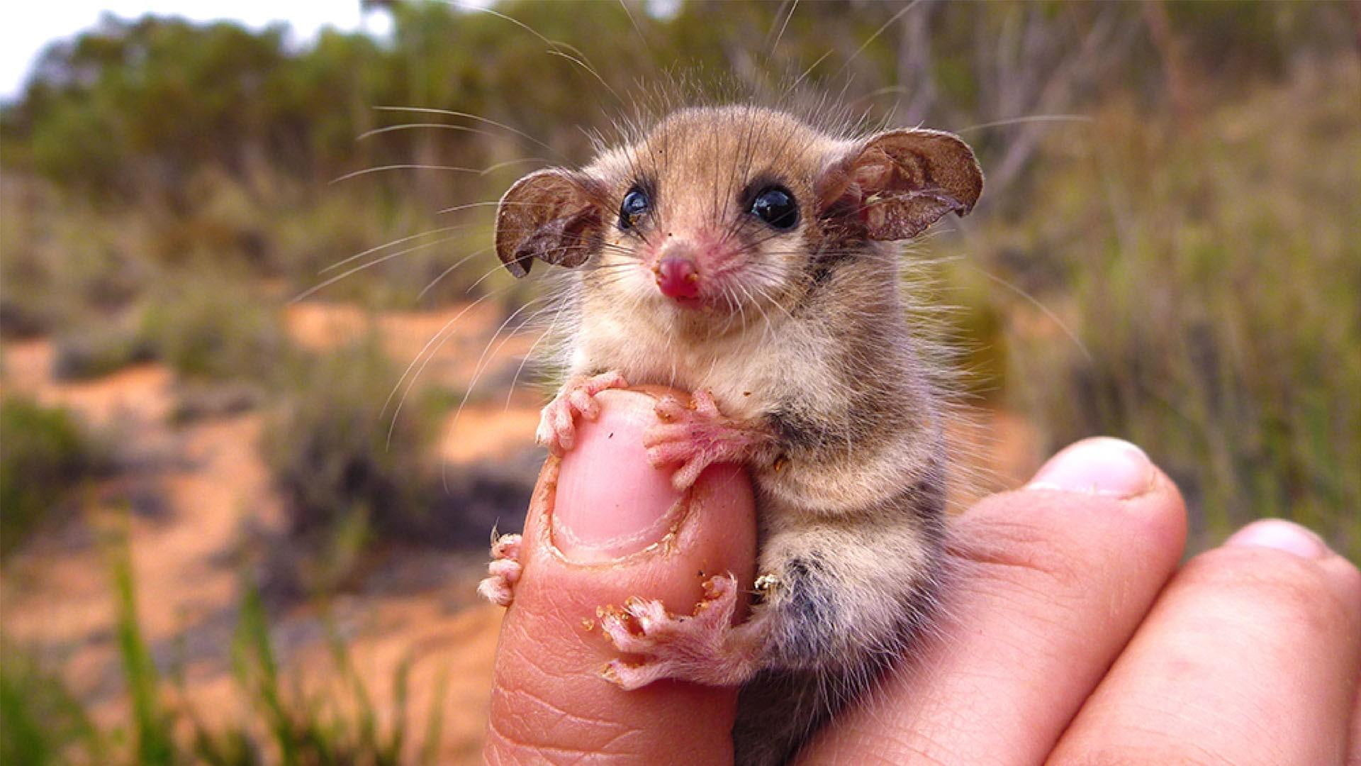 pygmy, pygmy possum, 1080P, clamber, possum, australian western pygmy possum, animals, tiny, miniature, HD Wallpaper