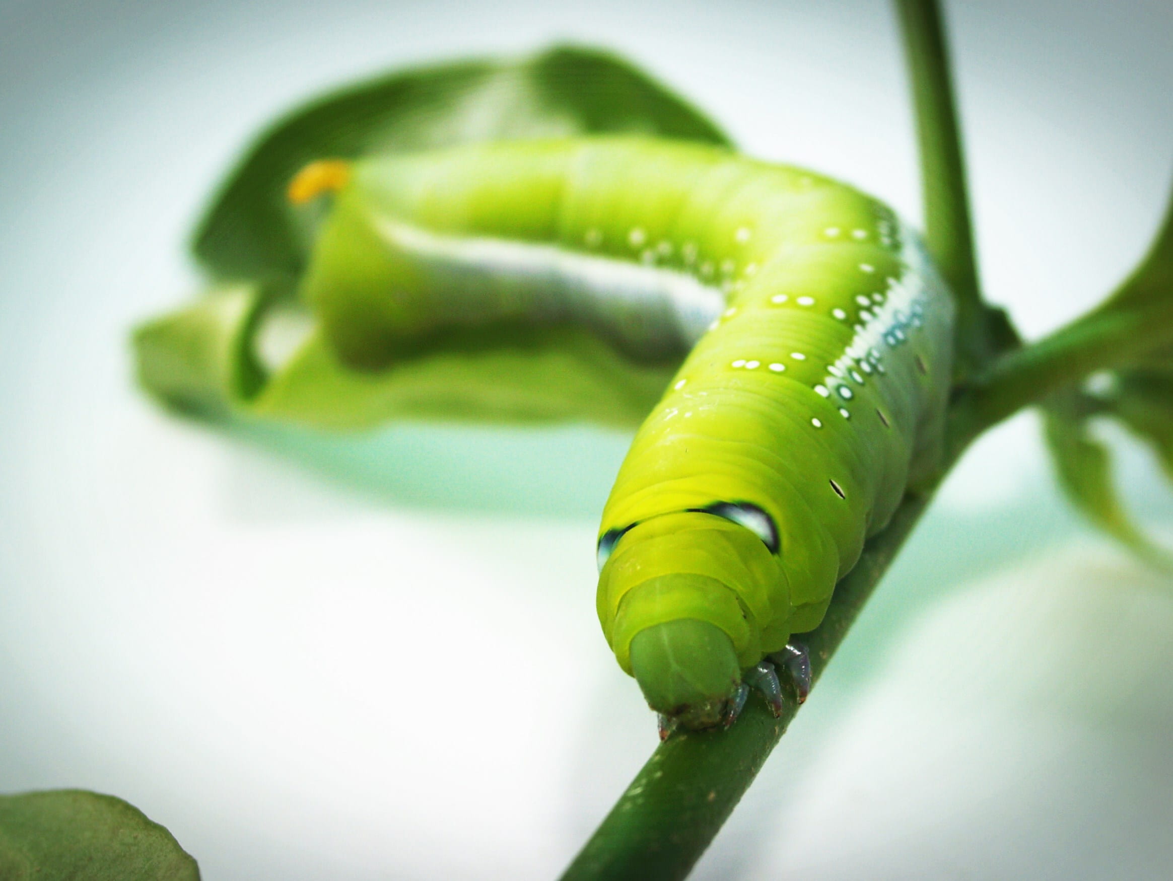 wild, caterpillar, vegetable, freshness, stick, leg, bright, pattern, one animal, poisonous, scary, green, no people, bug, cute, spiral, branch, green color, HD Wallpaper