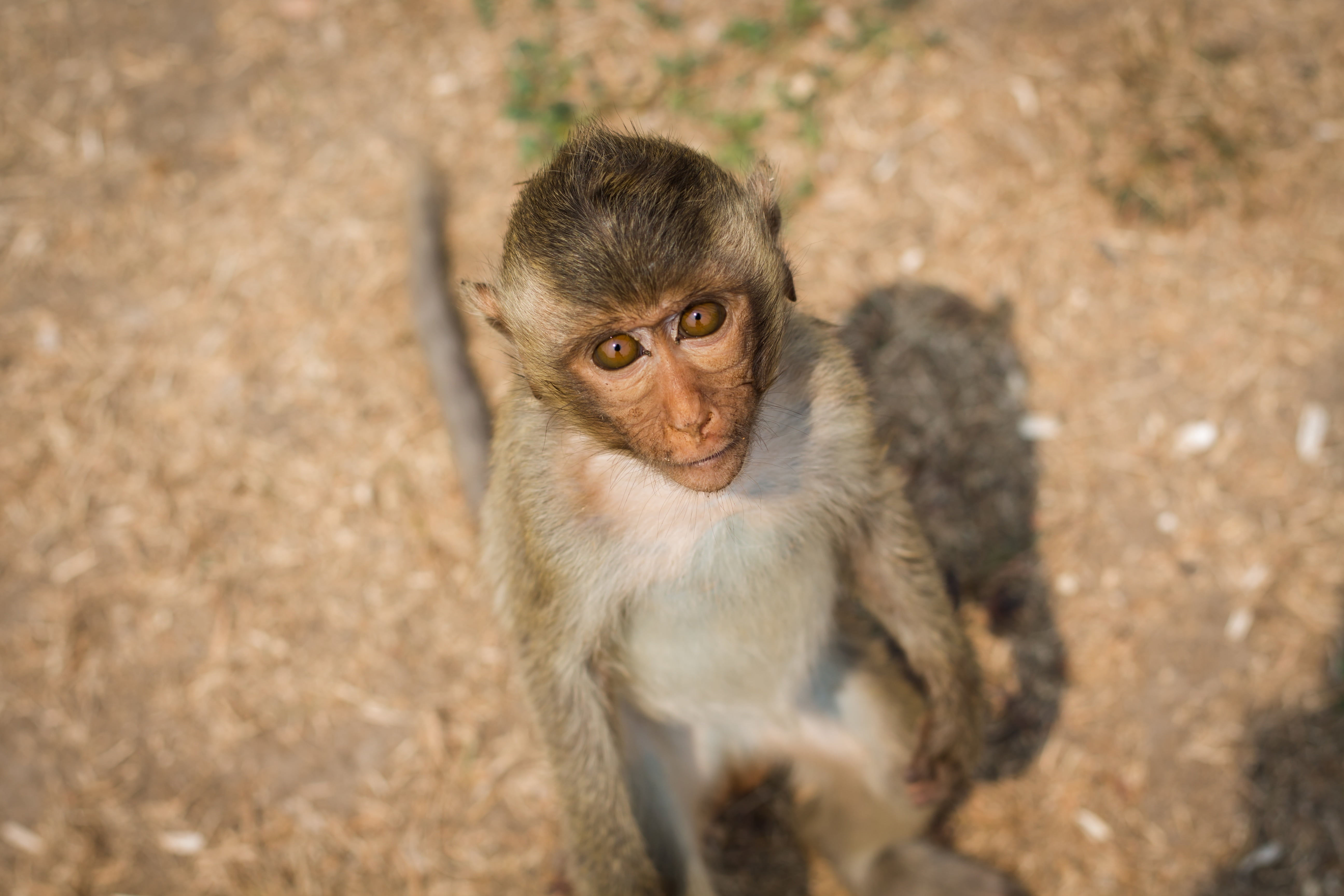 nature, steal, baboon, persistent, animal, one animal, portrait, primate, lop buri, young animal, mammal, day, vertebrate, animals In The Wild, people, HD Wallpaper