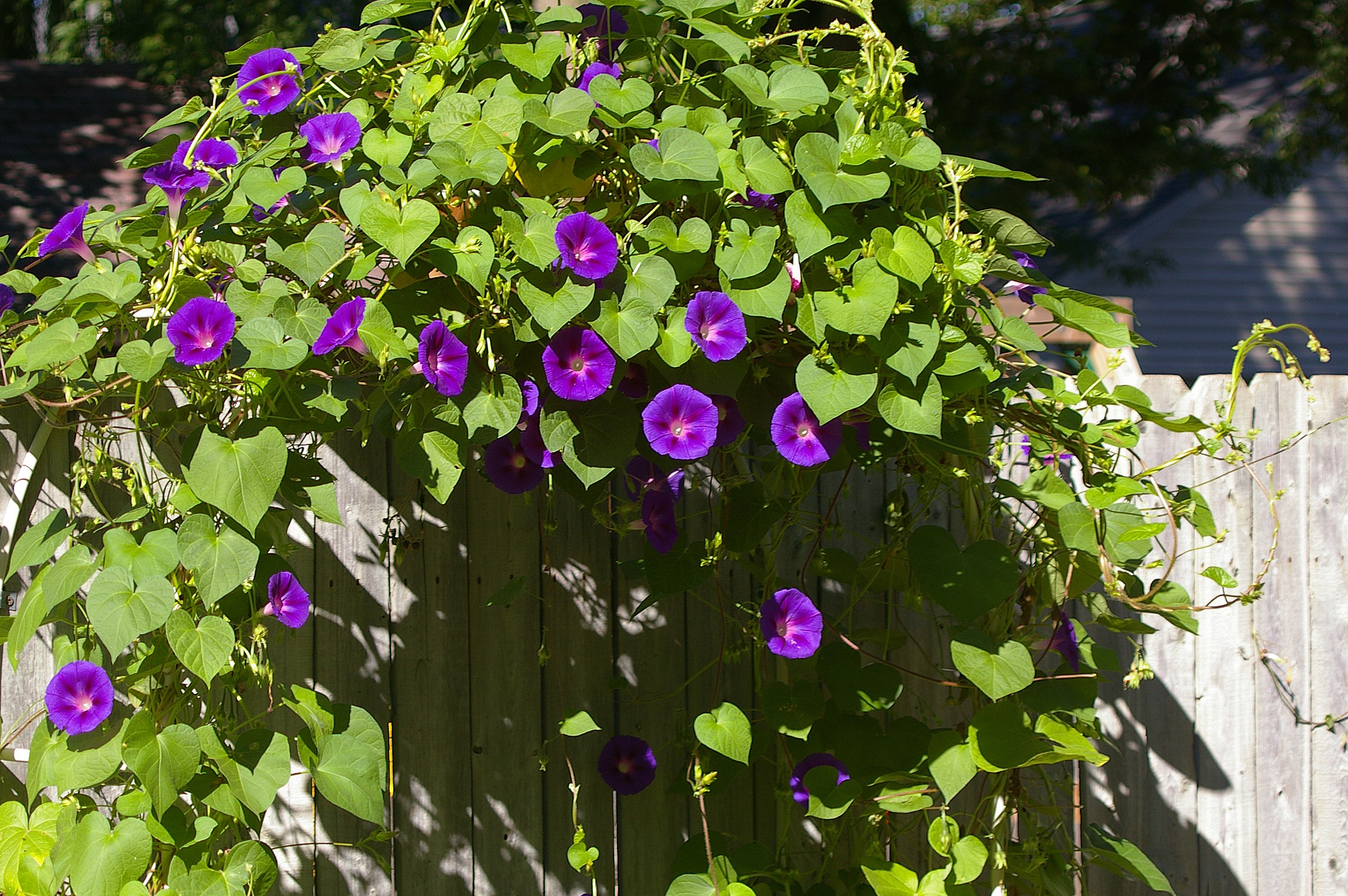 morning glory, flowers, freshness, garden, flower head, petaled, creeper, climber, flower, outdoors, plant part, nature, no people, day, wooden, climbing plant, HD Wallpaper
