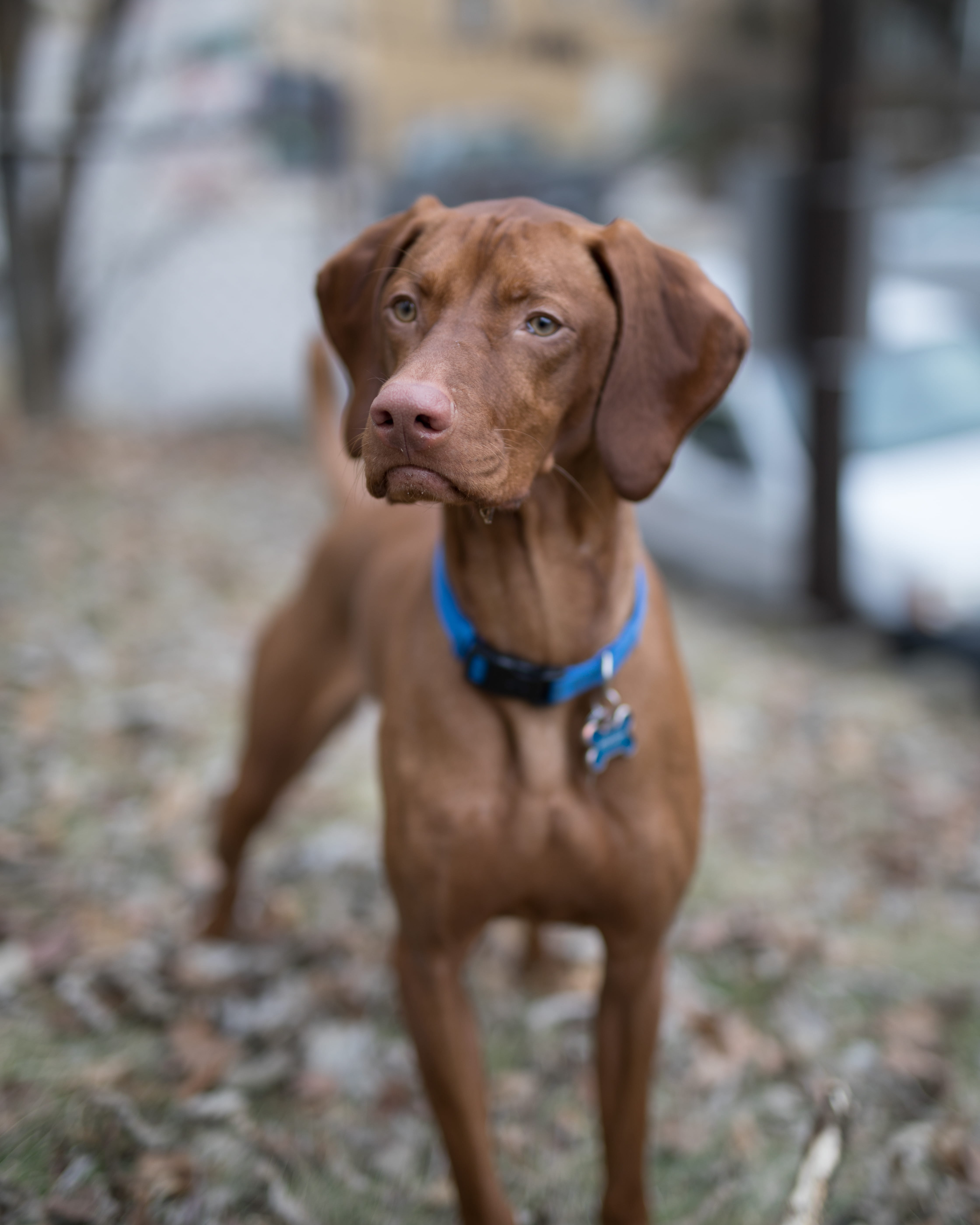 land, canine, dog collar, 5K, animal, breed, looking, purebred dog, pedigree, domestic animals, animal themes, color, loyalty, day, pet, collar, weimaraner, Phone HD Wallpaper