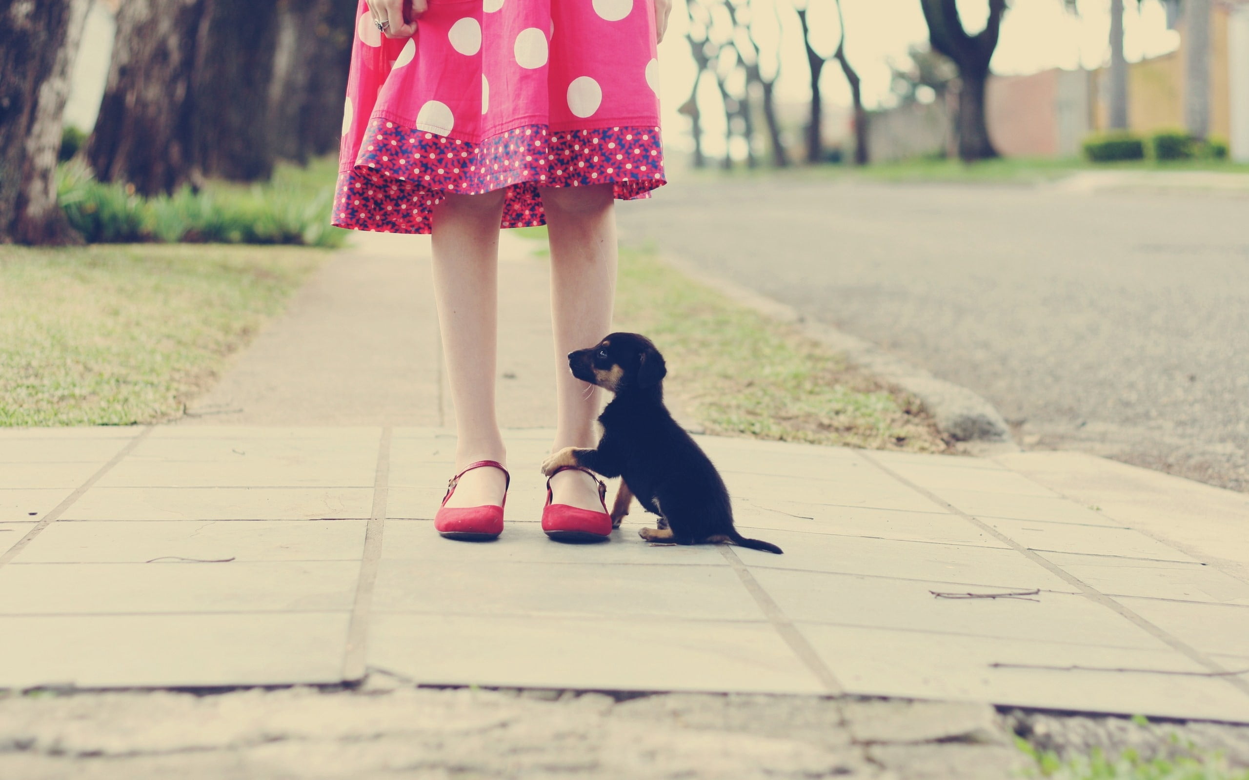 footpath, love, domestic animals, walking, fun, urban Scene, cute, purebred Dog, full length, cheerful, dog, animal, friendship, focus on foreground, playful, HD Wallpaper