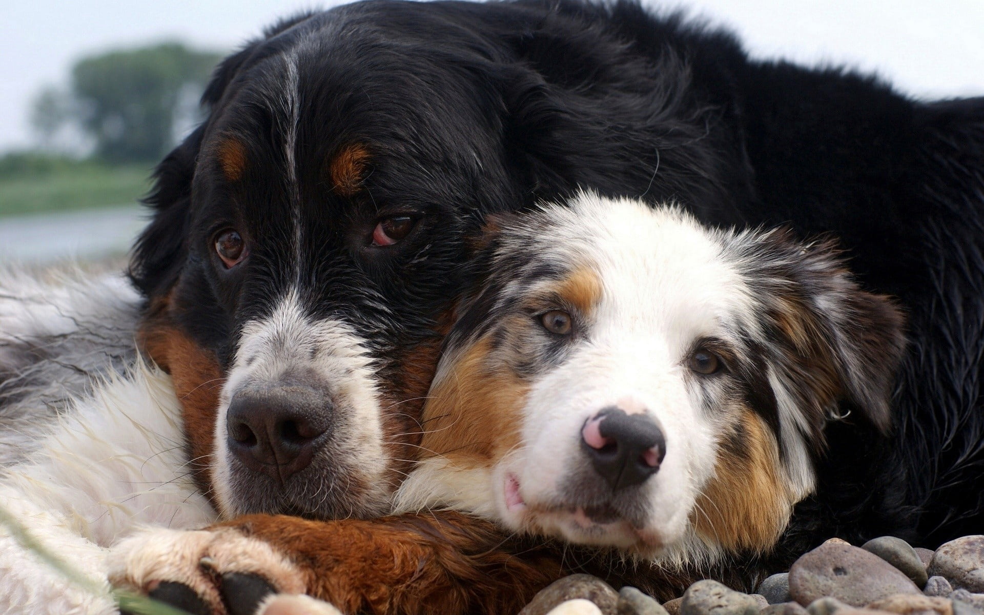 canine, portrait, outdoors, one Animal, animal themes, fur, embrace, short, coated, couple, focus on foreground, loyalty, looking, dogs, relaxation, sheepdog, HD Wallpaper