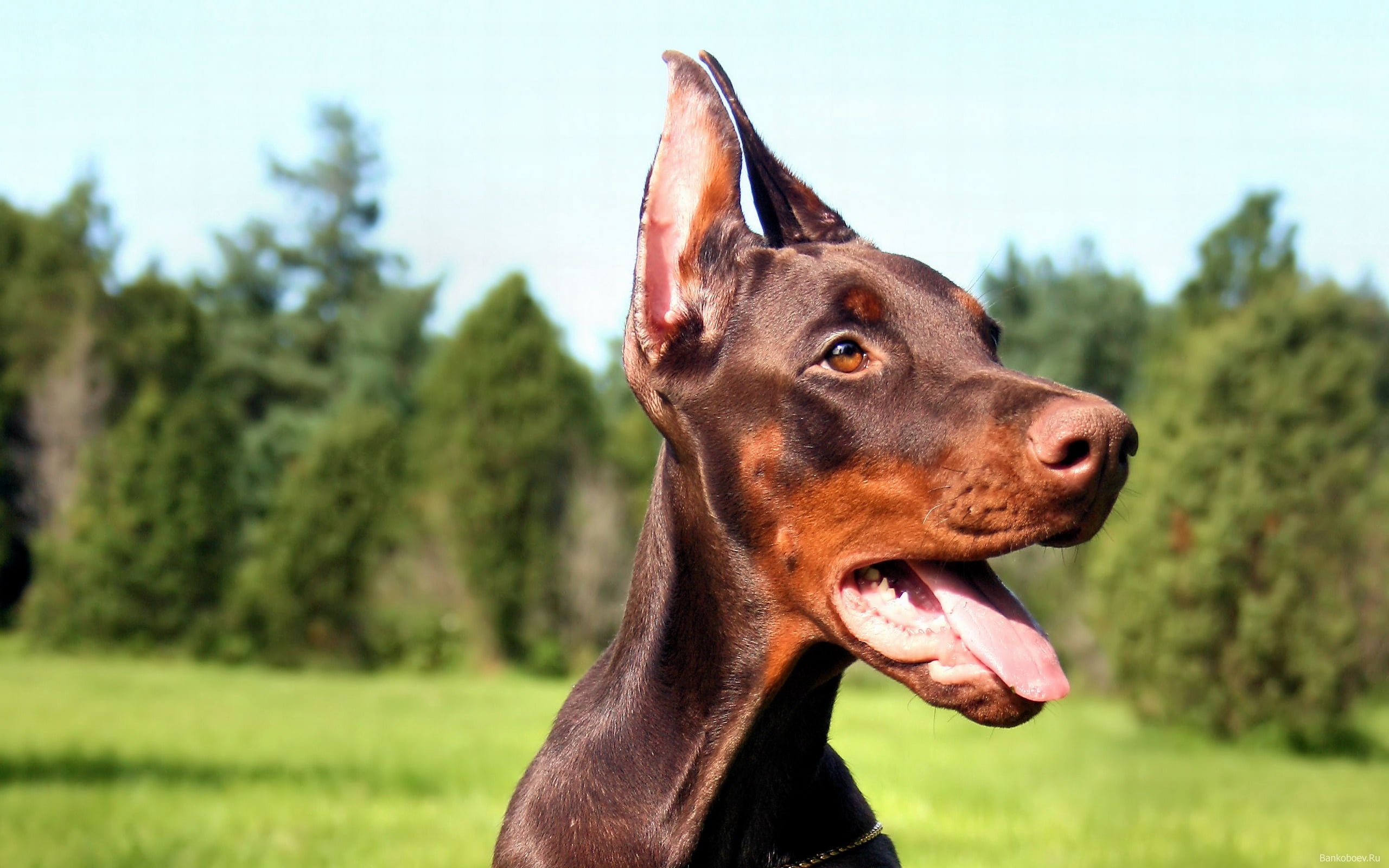 tongue, vertebrate, miniature Pinscher, mouth open, rust, mouth, facial expression, grass, obedience, animal body part, outdoors, canine, looking away, HD Wallpaper