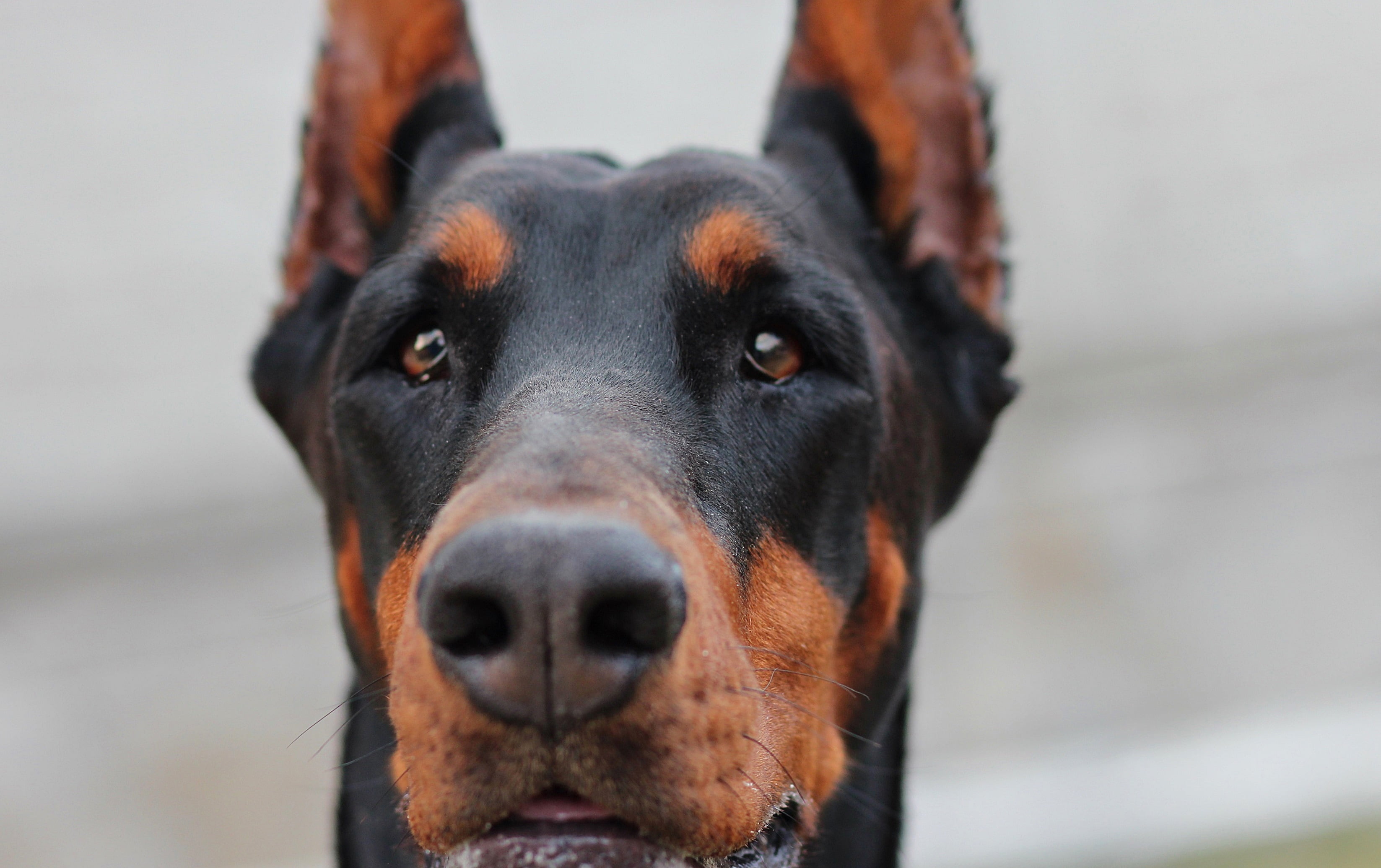 snout, animal, canine, mammal, animal themes, portrait, animal eye, muzzle, animal nose, sitting, domestic, brown, rottweiler, obedience, animal Head, puppy, HD Wallpaper