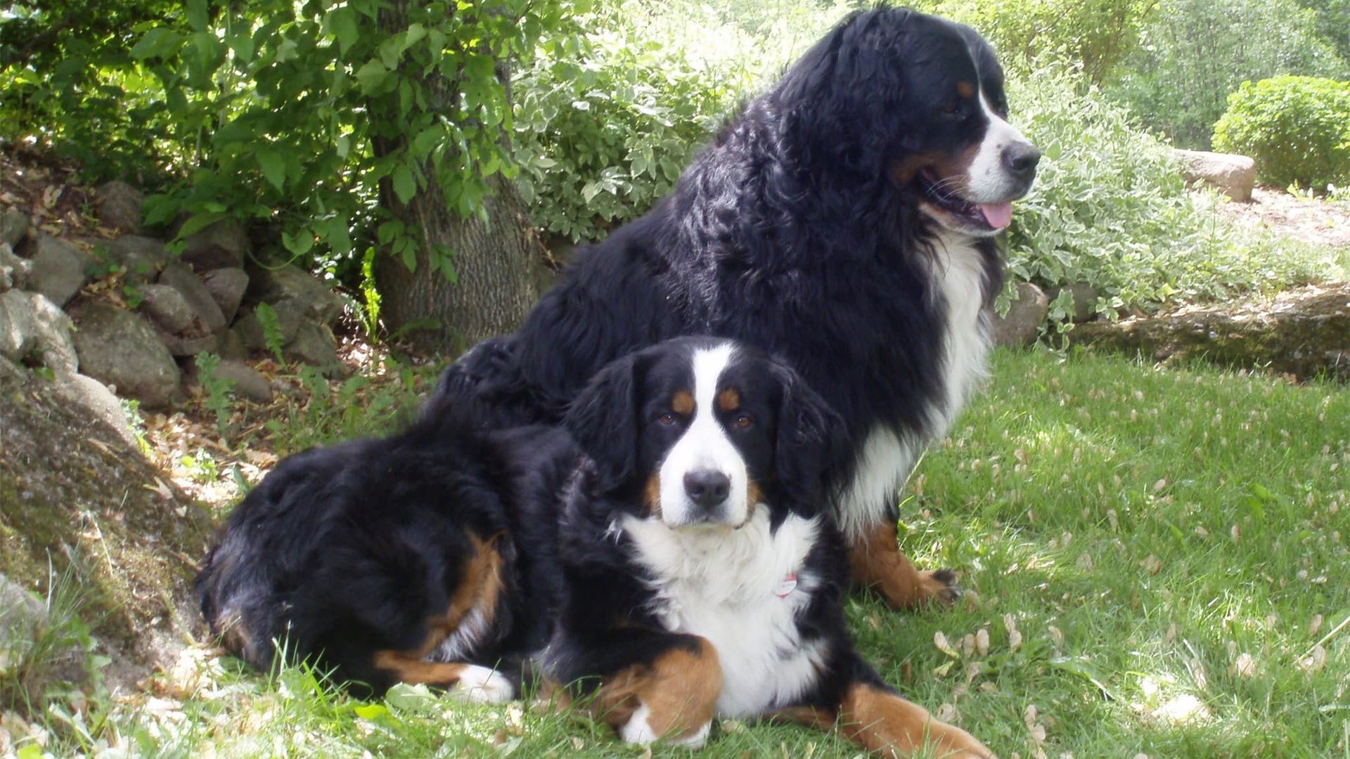 bernese Mountain Dog, buddy, relaxation, day, dog, mountain, fun, obedience, looking, friendship, field, fur, vertebrate, portrait, 1080P, one Animal, HD Wallpaper