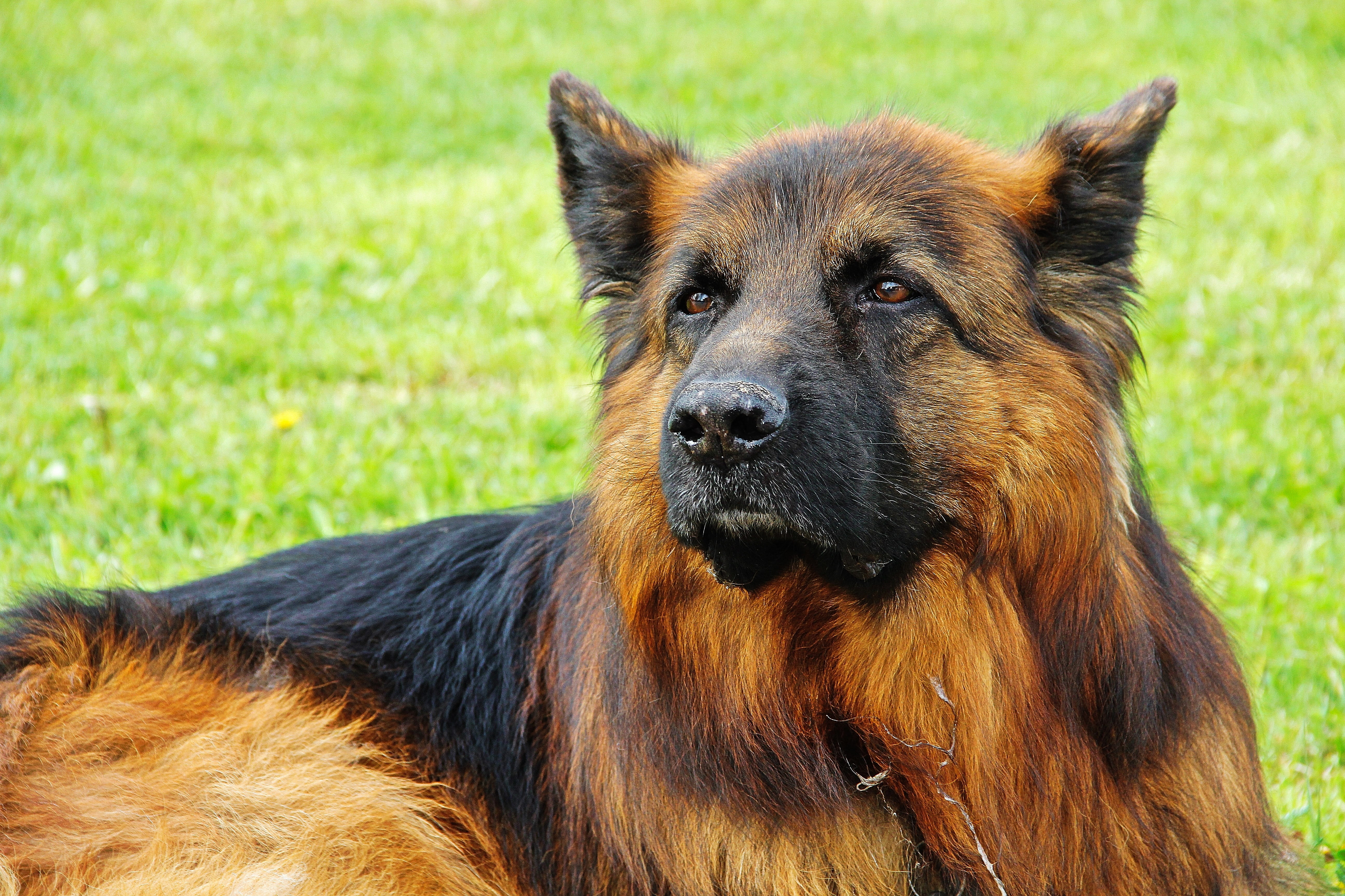 5K, one animal, police dog, mammal, schäfer dog, domestic animals, grass, loyalty, brown, animal head, nature, animal, outdoors, domestic, relaxation, HD Wallpaper