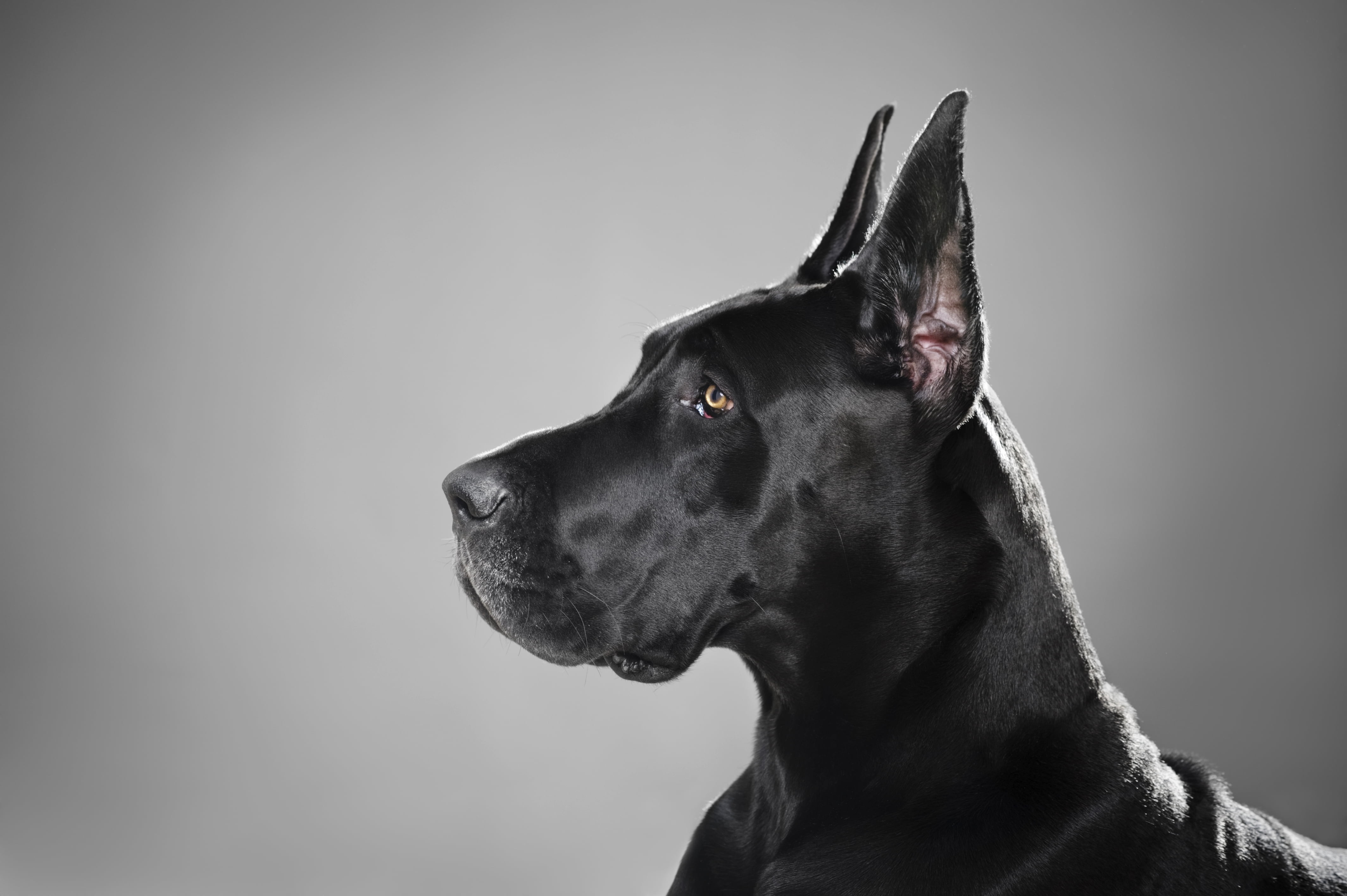 obedience, canine, purebred Dog, adult, sitting, pets, black Color, no People, dog, doberman Pinscher, domestic, side view, mammal, studio Shot, cute, animal themes, HD Wallpaper