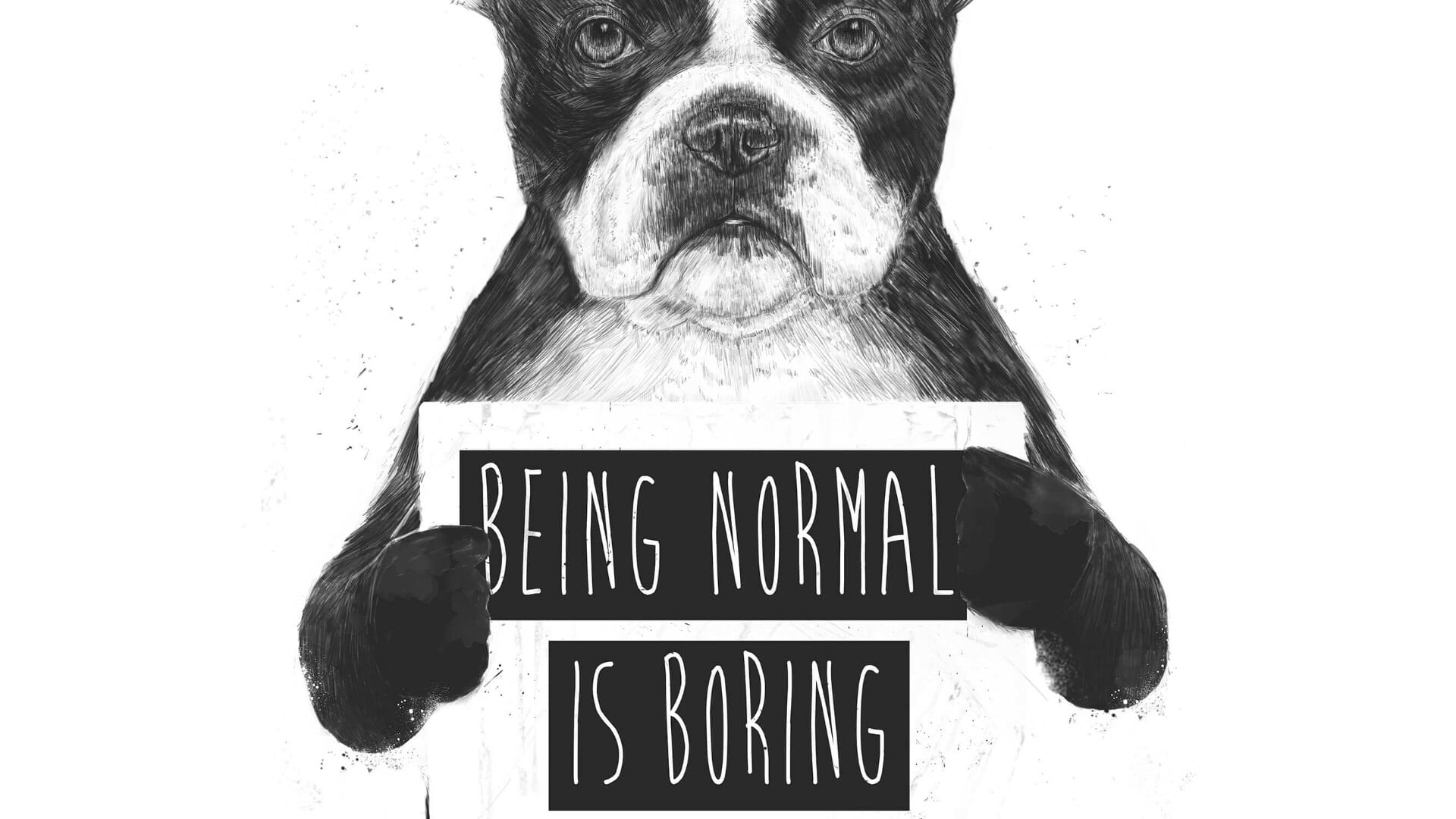 information, information sign, funny, communication, one animal, boring, animal themes, vertebrate, canine, animal, pets, mammal, front view, looking at camera, HD Wallpaper