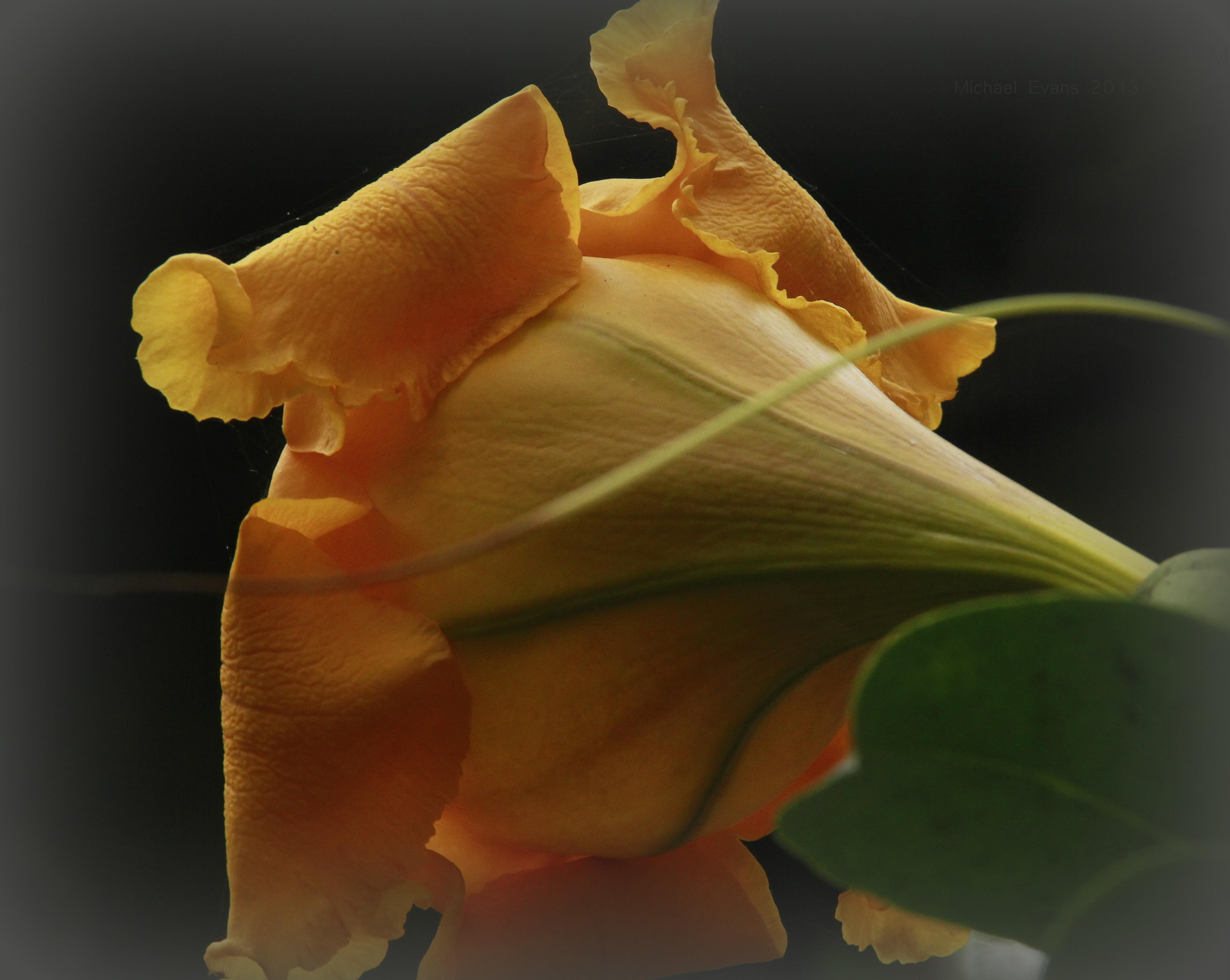 beauty, nature, flower, 4K, glads, short, sweet, HD Wallpaper