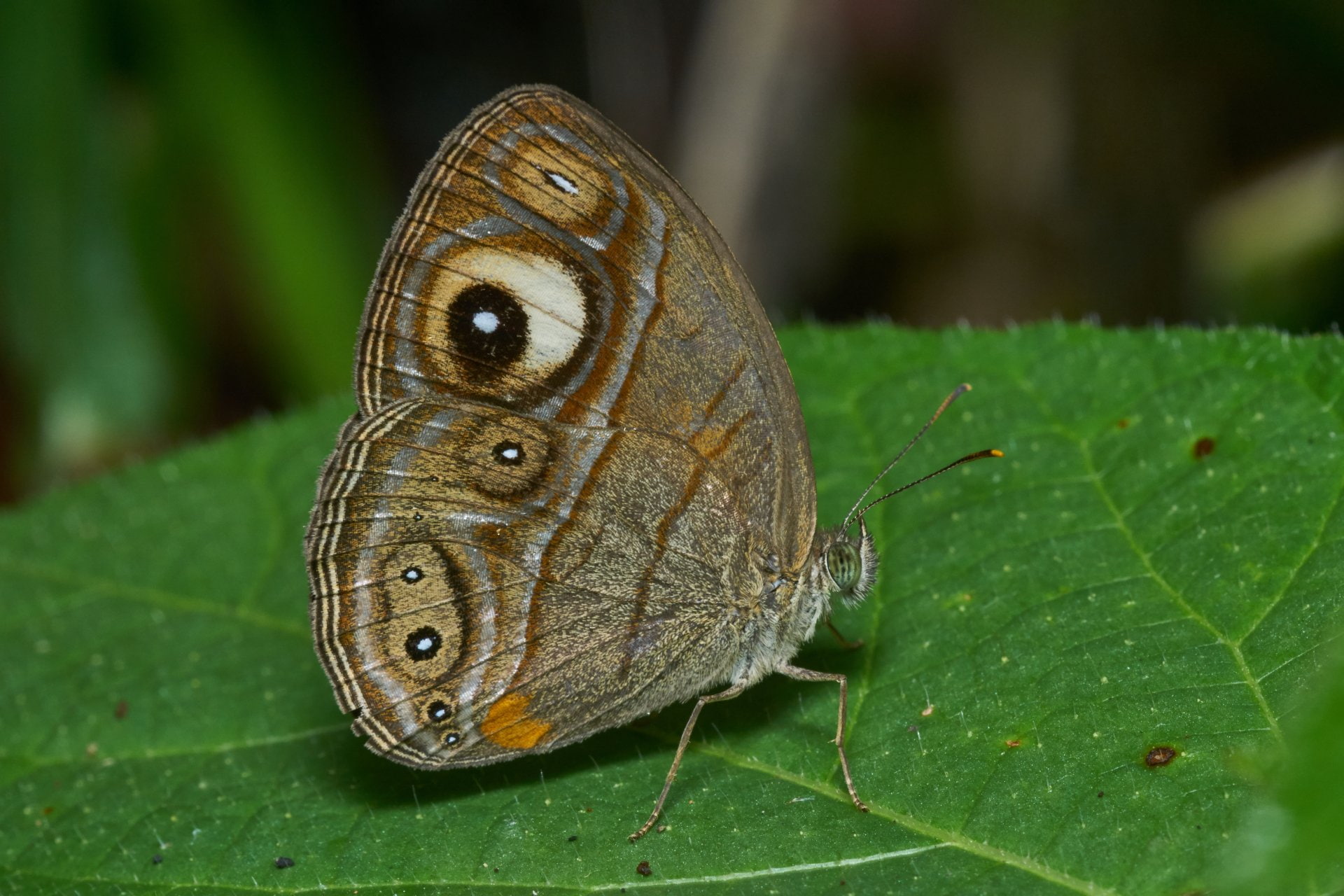1080P, Malabar Glad-eye Bushbrown, Butterfly, Animal, HD Wallpaper