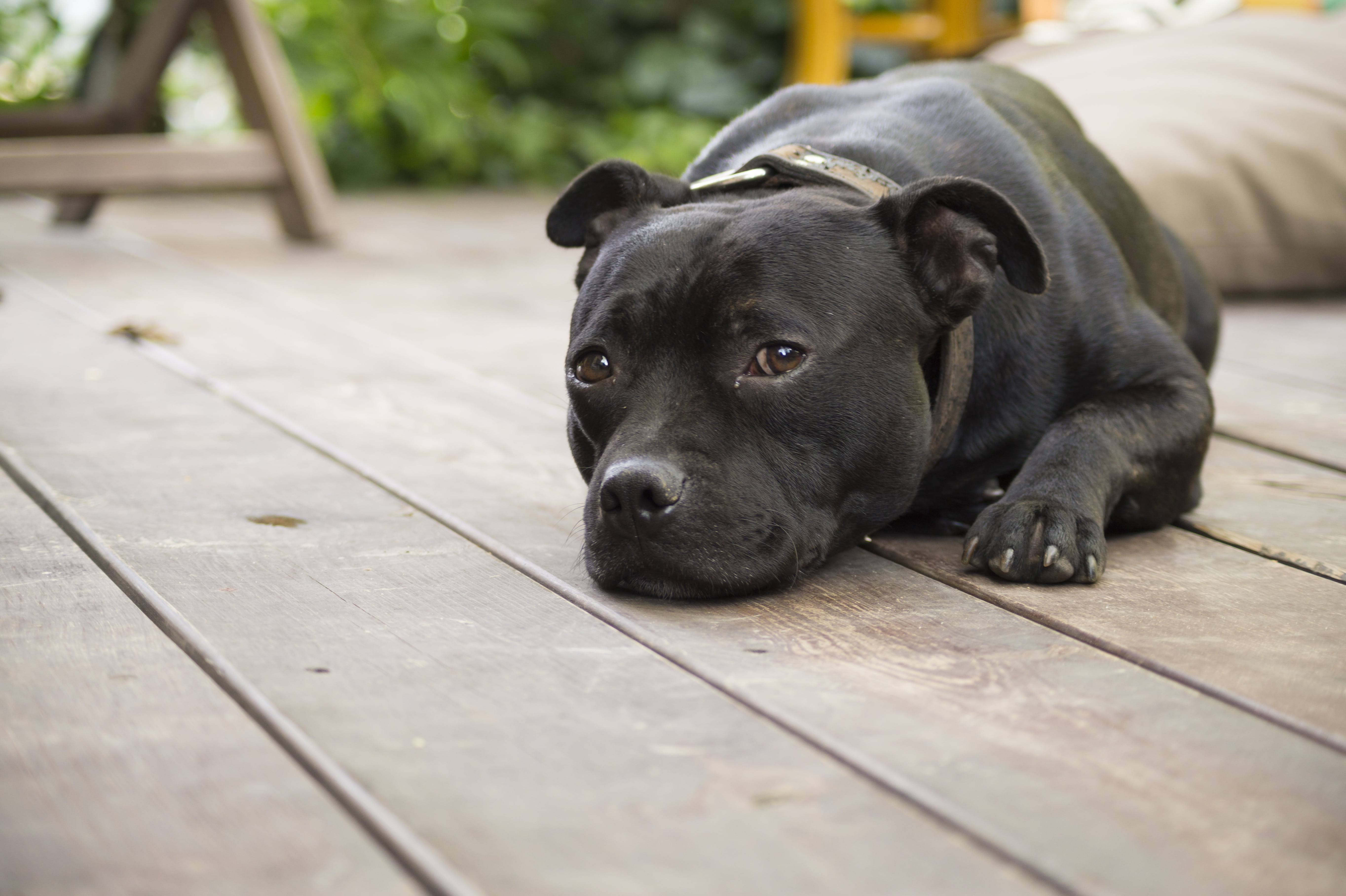 5K, wood - material, black color, animal themes, lying down, mammal, looking at camera, selective focus, resting, domestic, no people, one animal, pets, HD Wallpaper