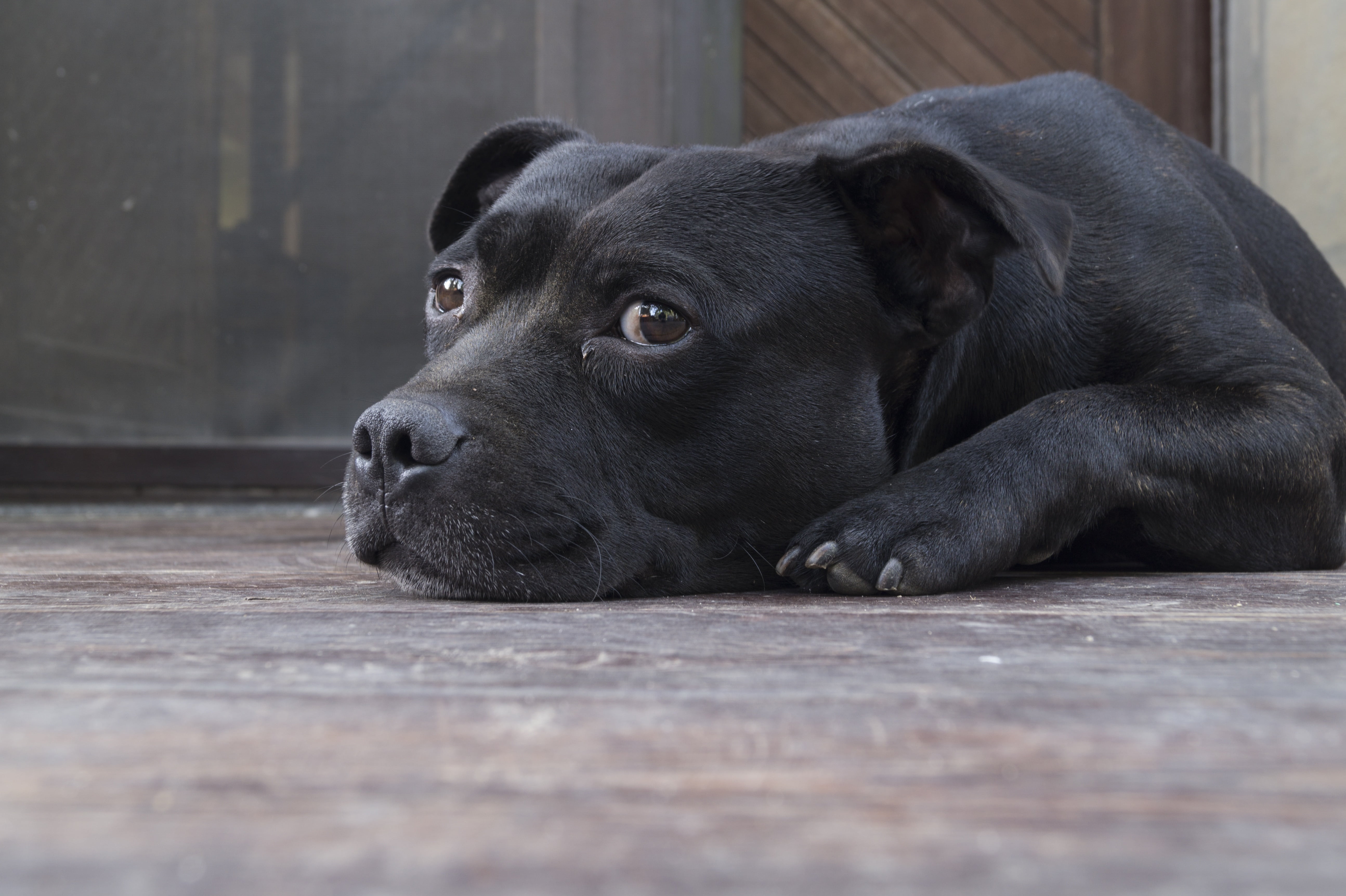 domestic, tiredness, flooring, lying, animal head, animal, no people, mammal, domestic animals, one animal, vertebrate, floor, selective focus, black, dog, HD Wallpaper