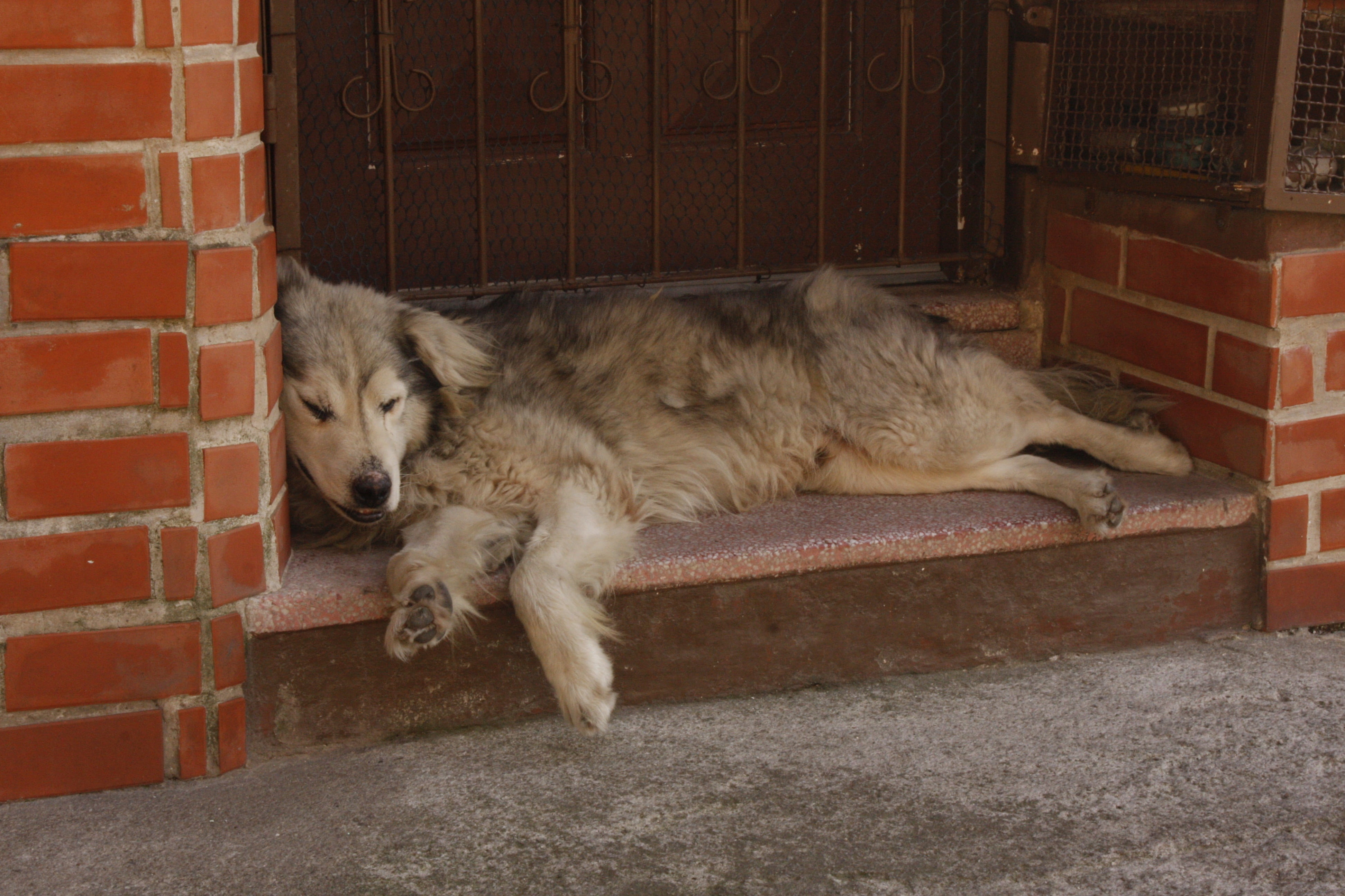 feline, brick, domestic animals, 4K, domestic cat, canine, laziness, brick wall, mammal, pets, cat, vertebrate, relaxation, tiredness, dog lying, wall, HD Wallpaper